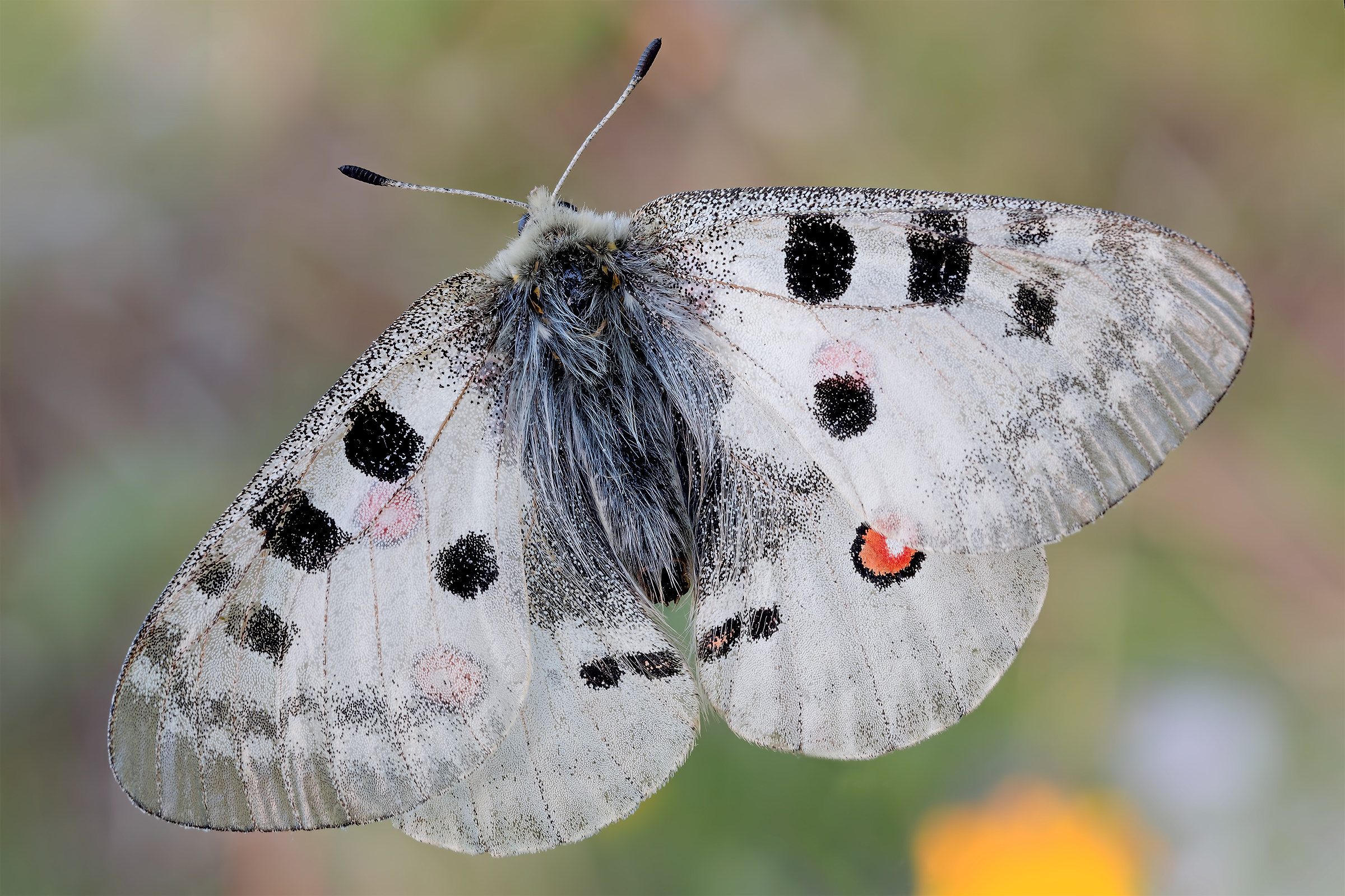 Parnassius Apollo...