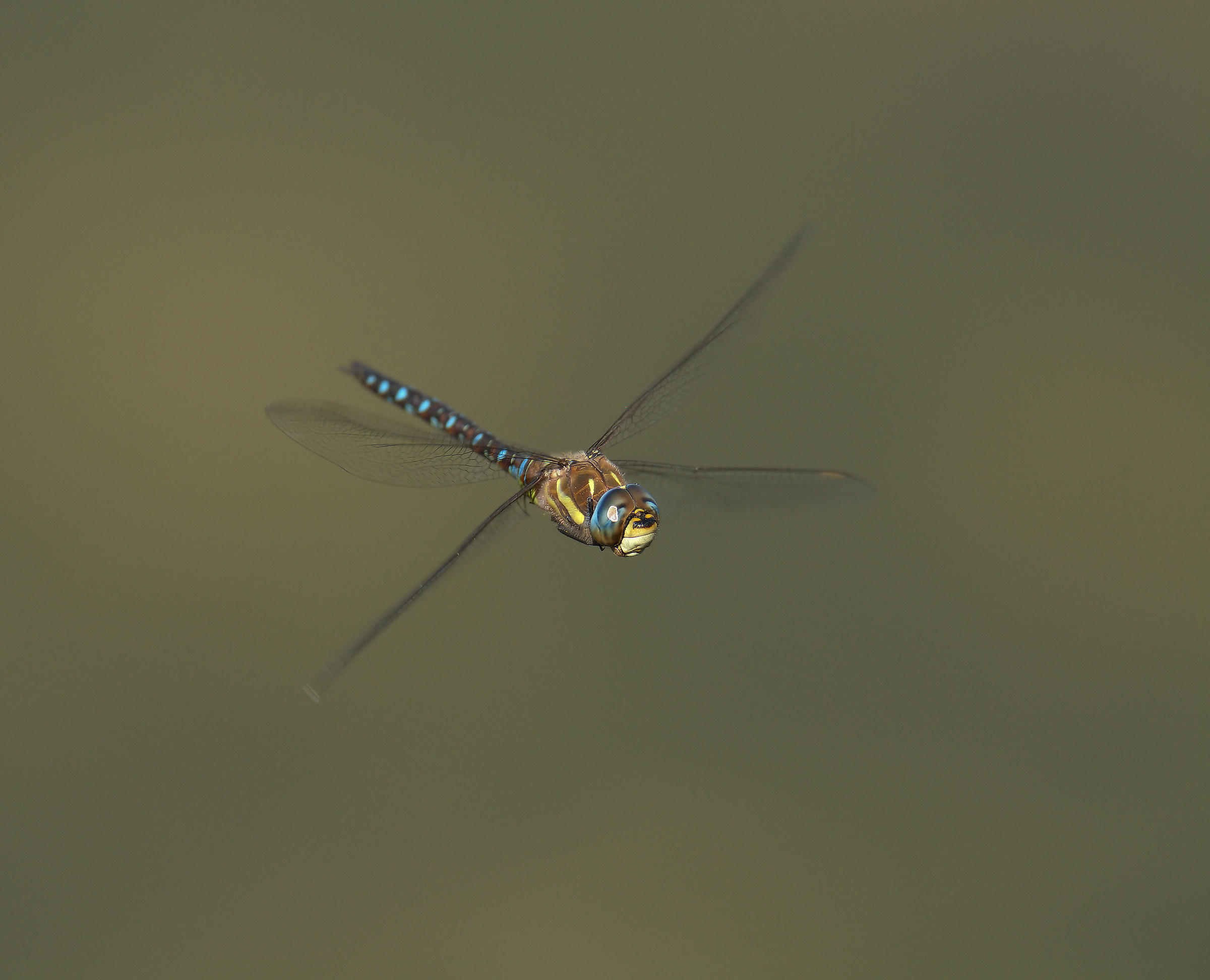 Emperor Dragonfly...