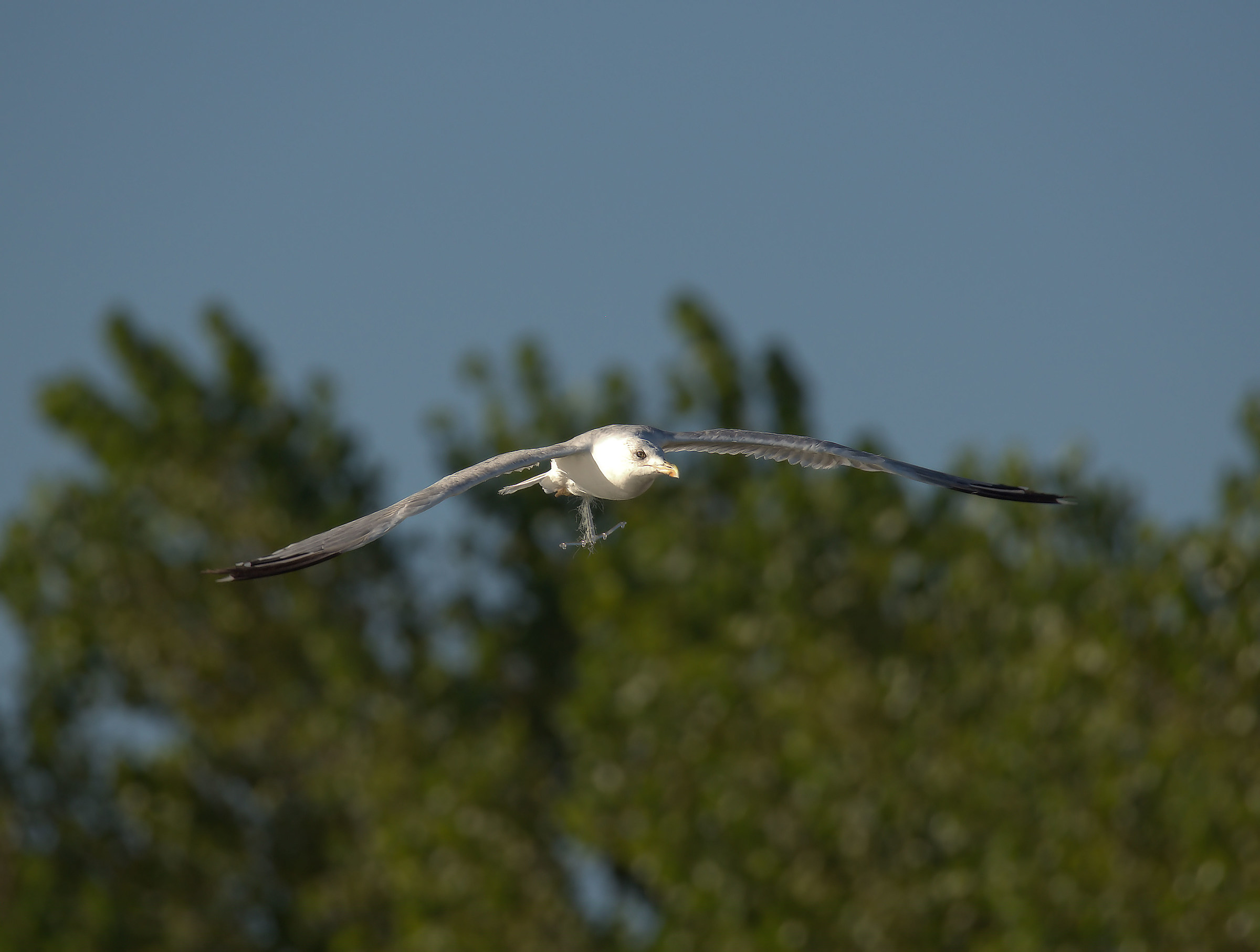 Real Gull...