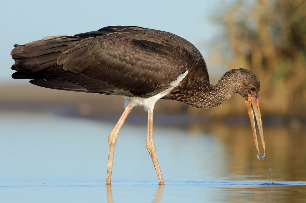 Black stork...
