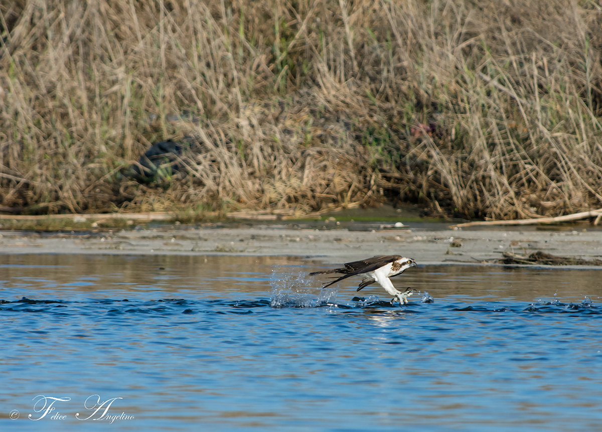 Osprey...
