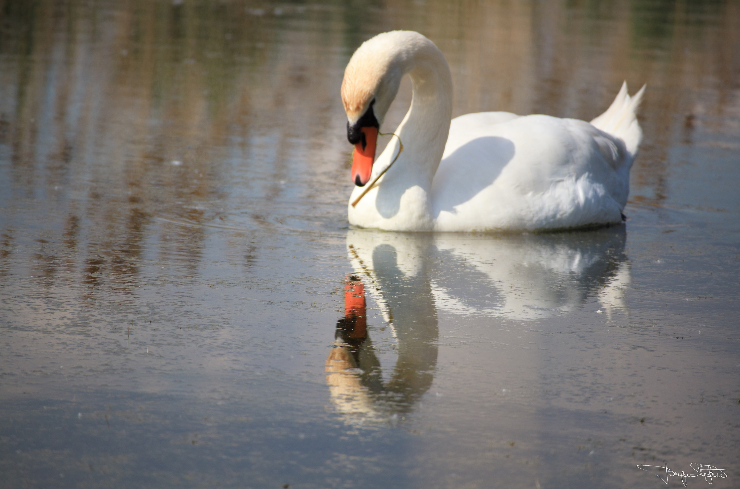 Swan mirroring ......