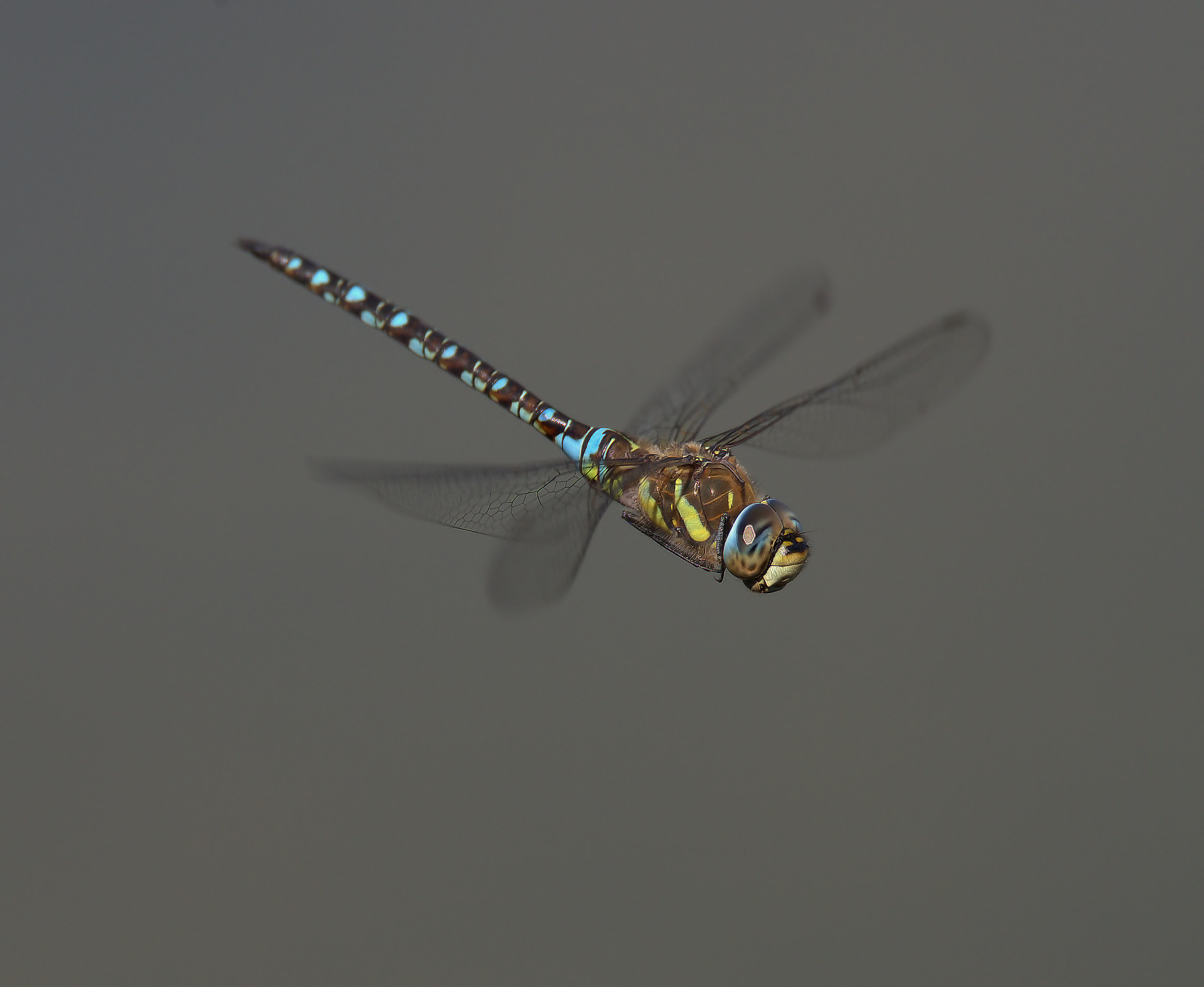 Aeshna mixta...