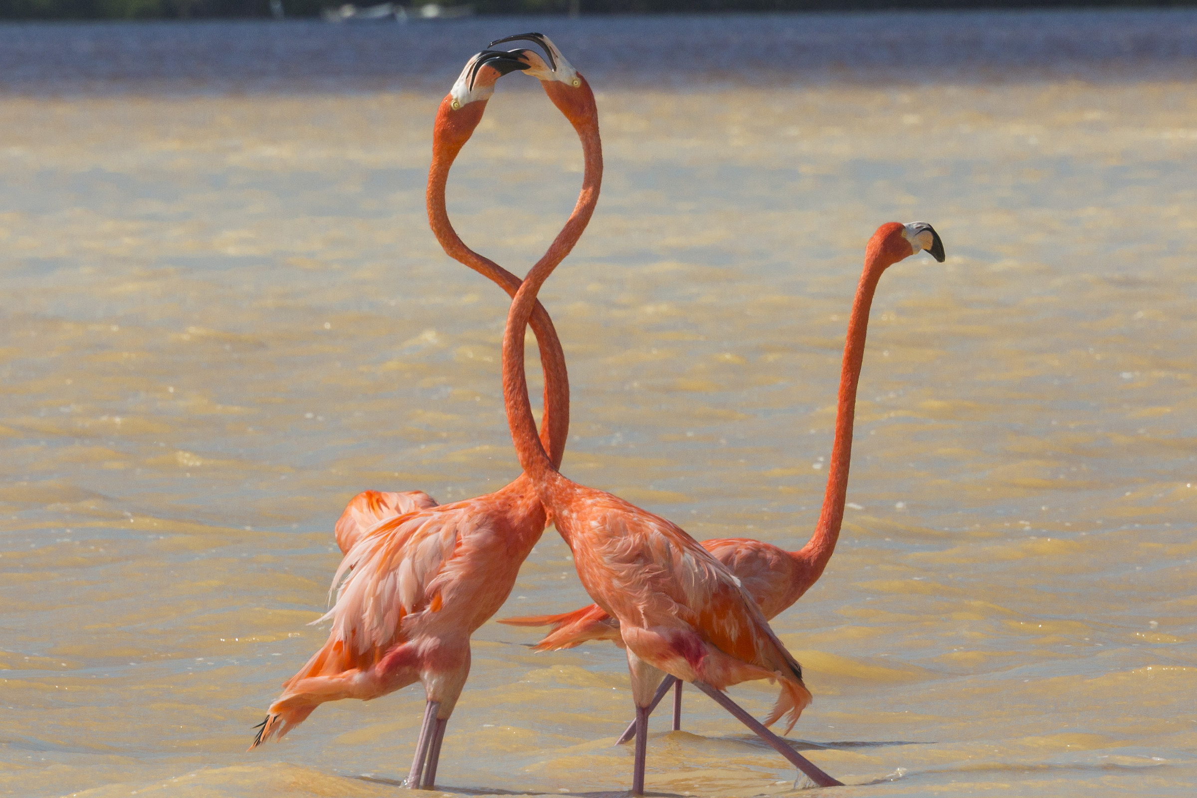 Flamingo in love...