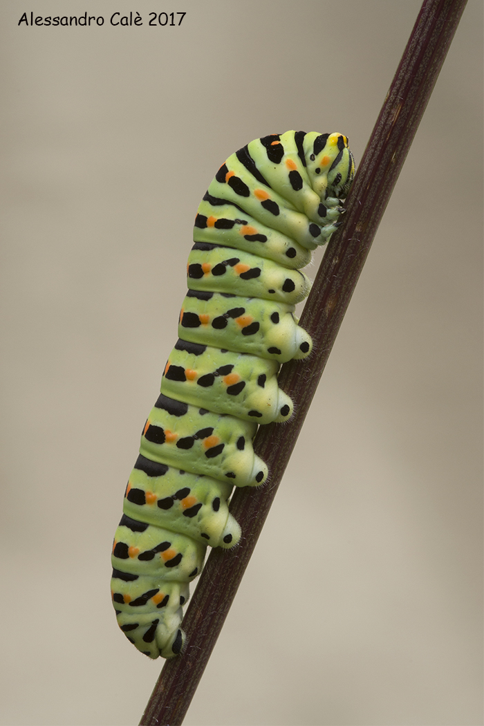 Papilio machaon (Macaone) 4352...