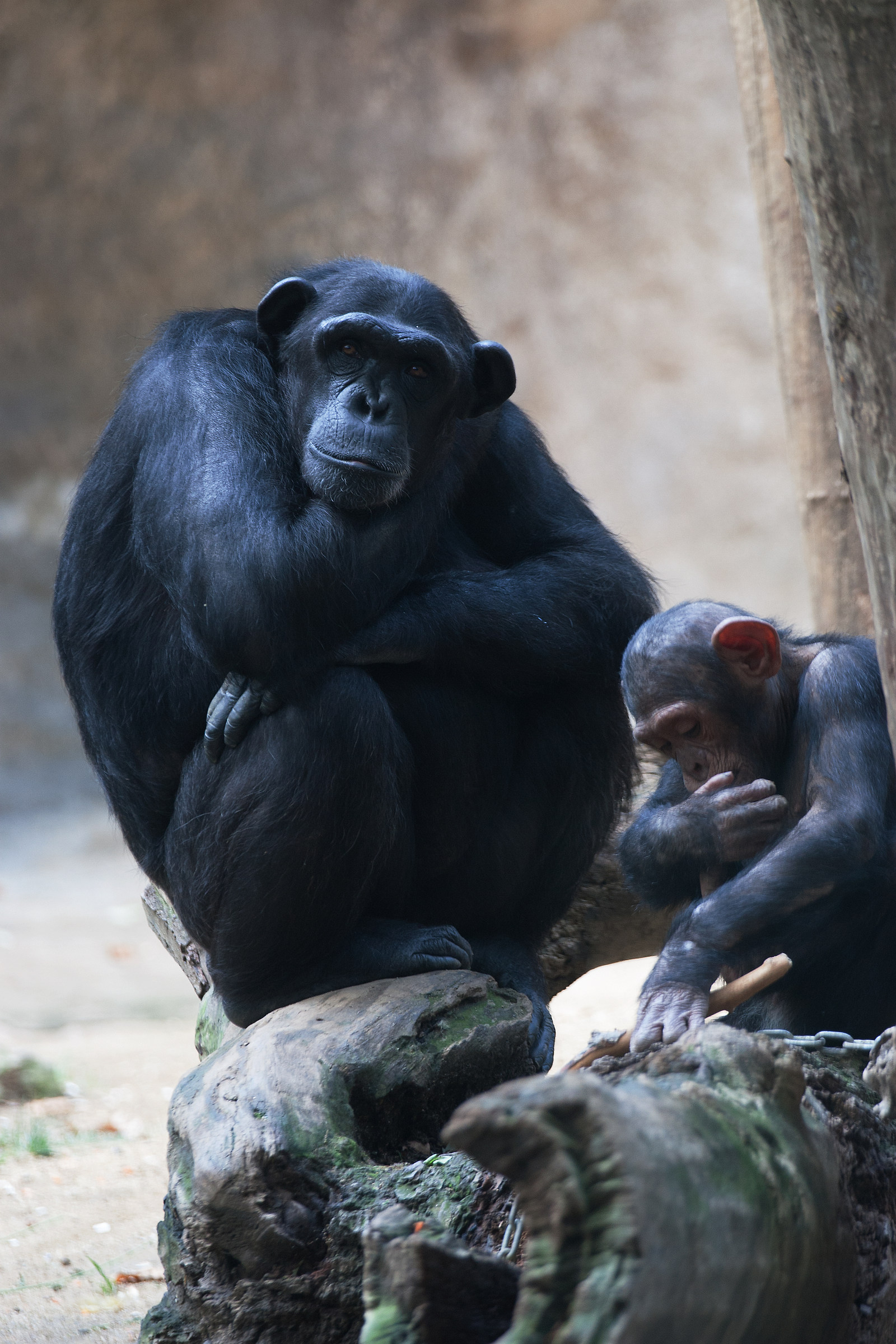 Chimpanzee at the zoo...