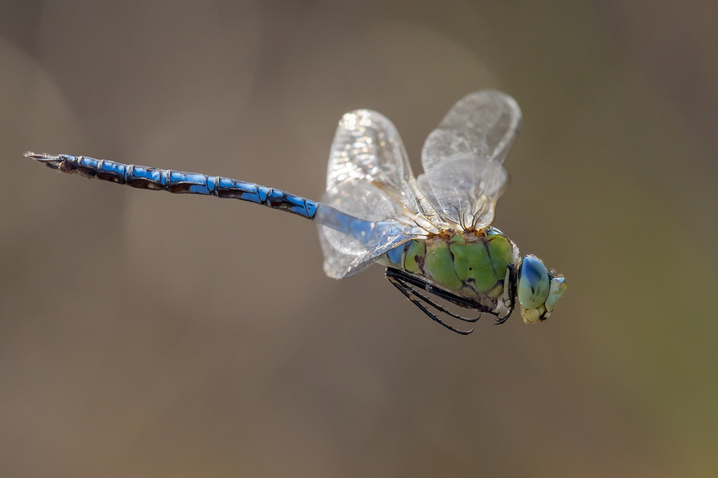in flight ..... Dragonfly (Anax imperator)...