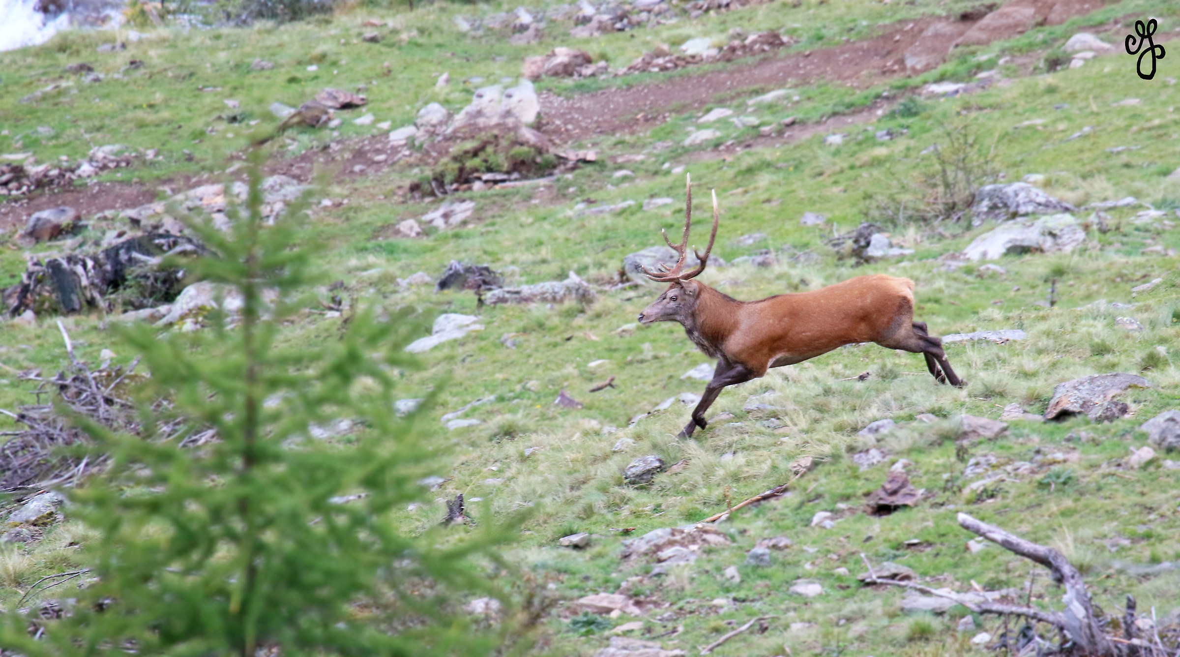 Deer running...