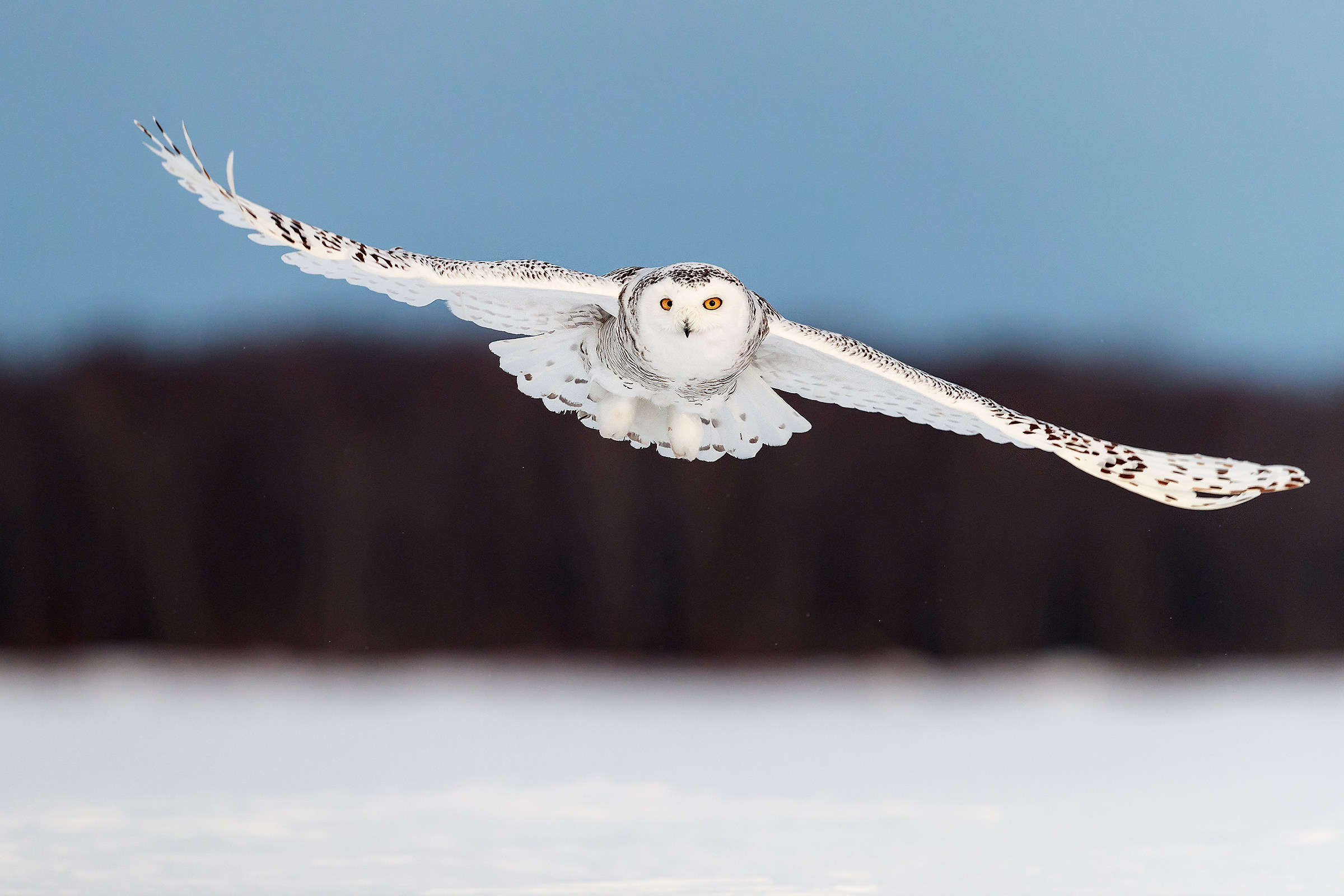 Snow owl flight...