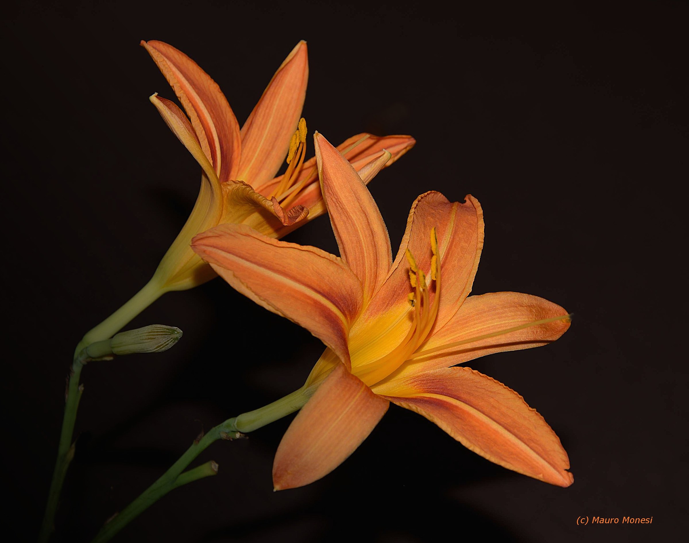 Lilium...