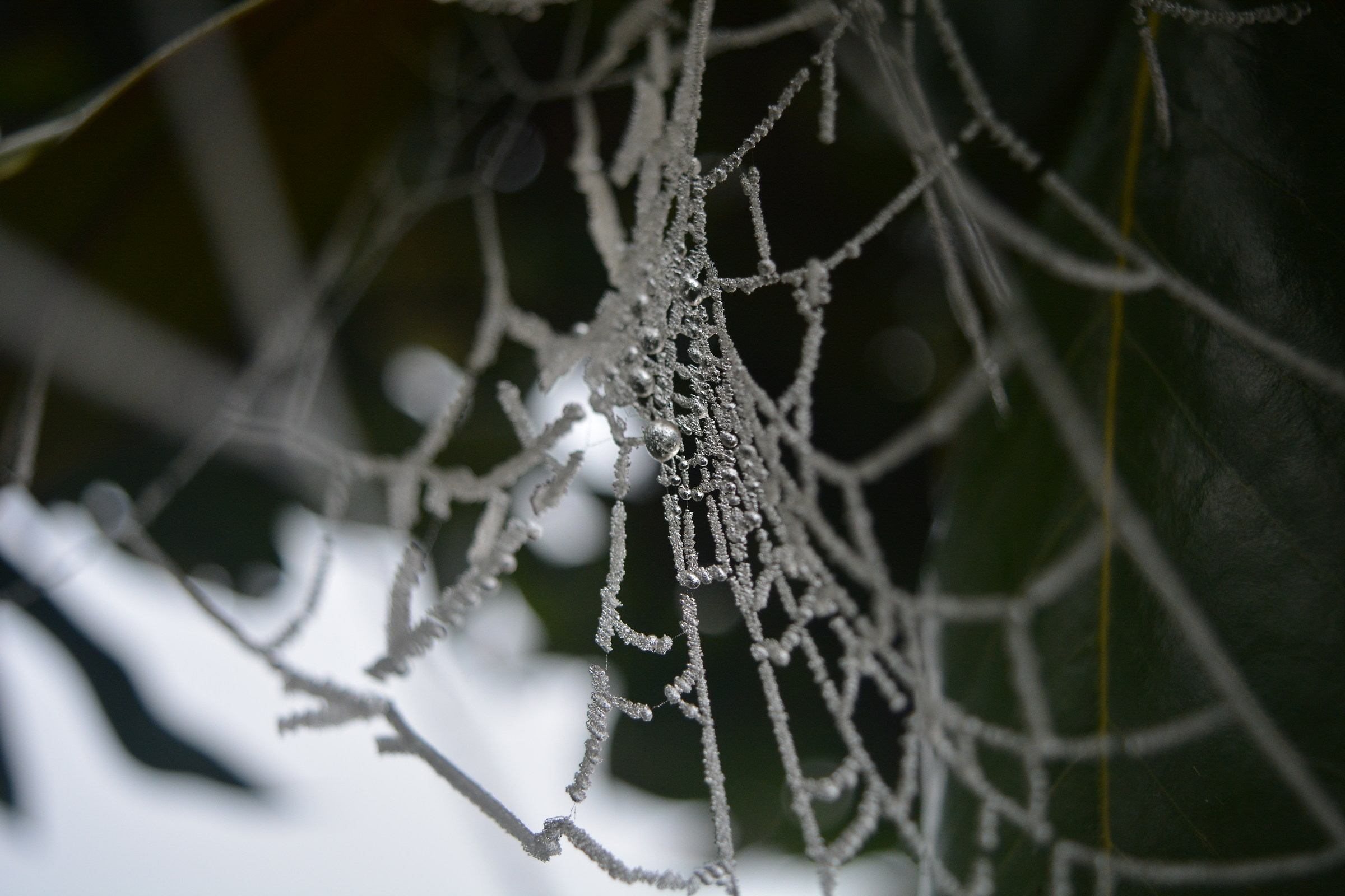web spider...
