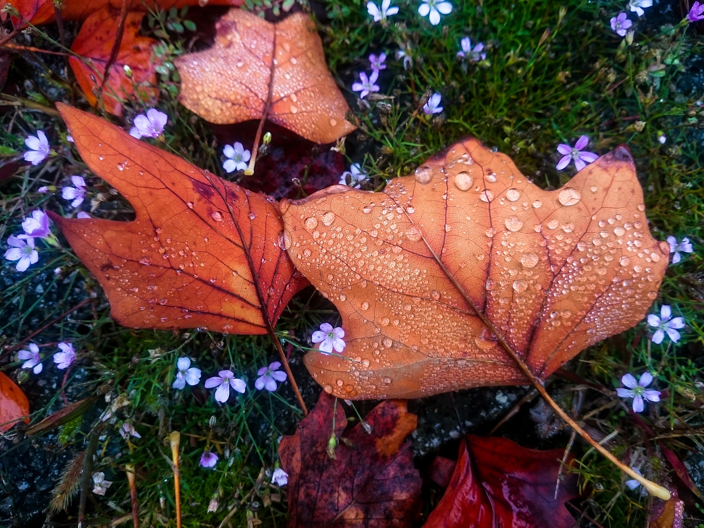 Unusual Autumn...