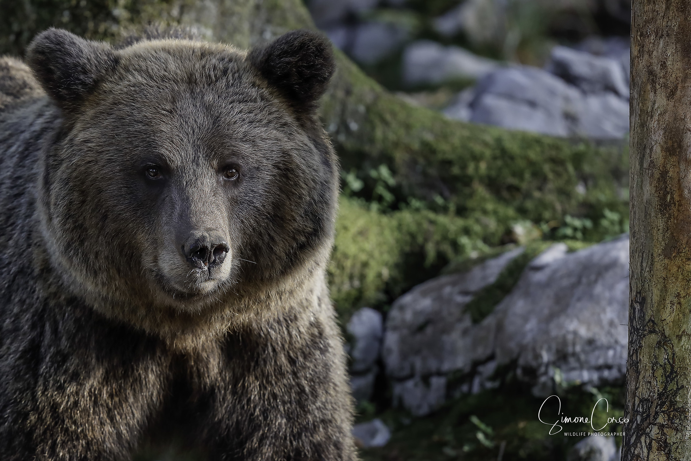 Orso Bruno...