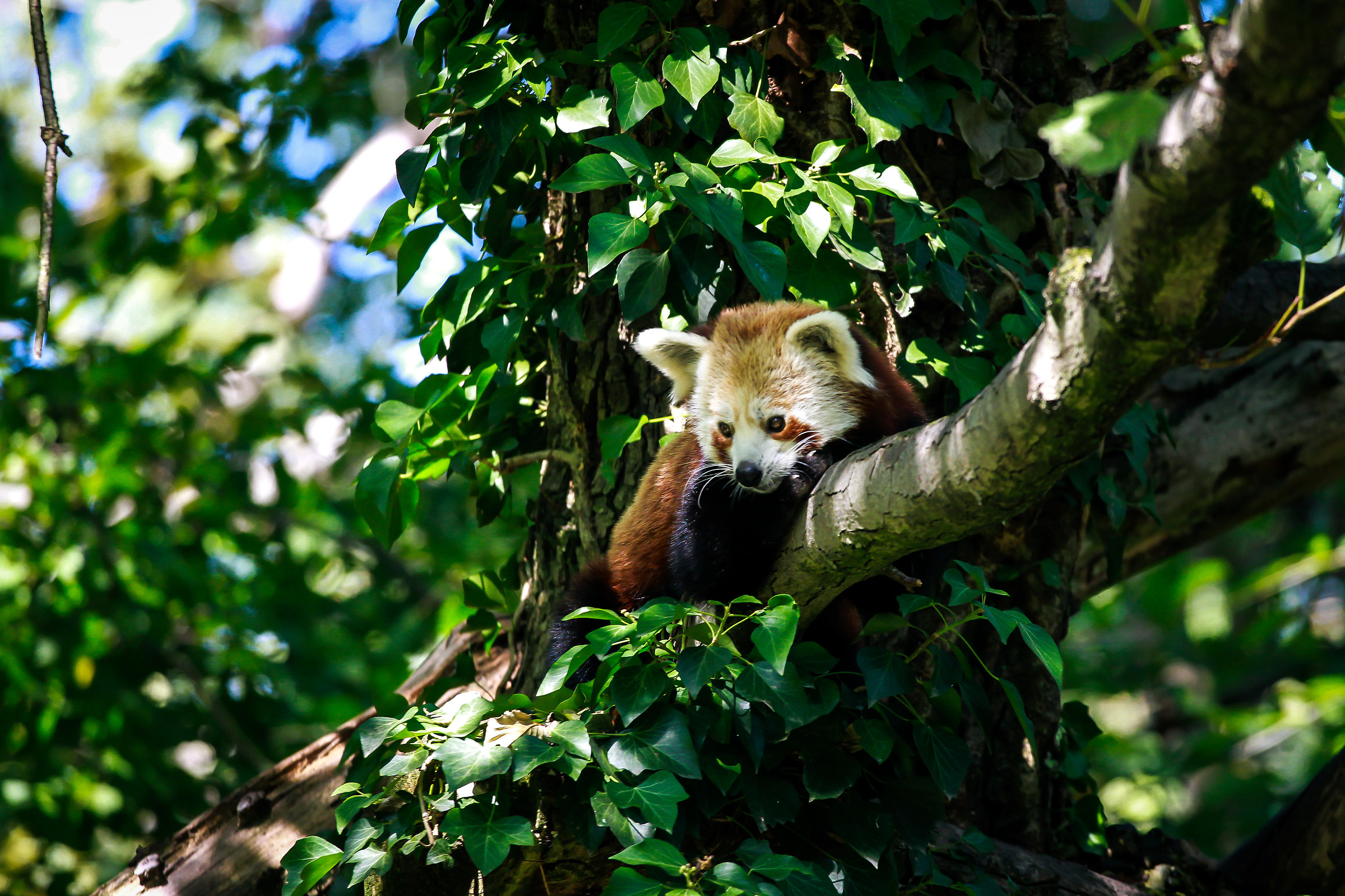 Panda minore al parco ''La torbiera''...