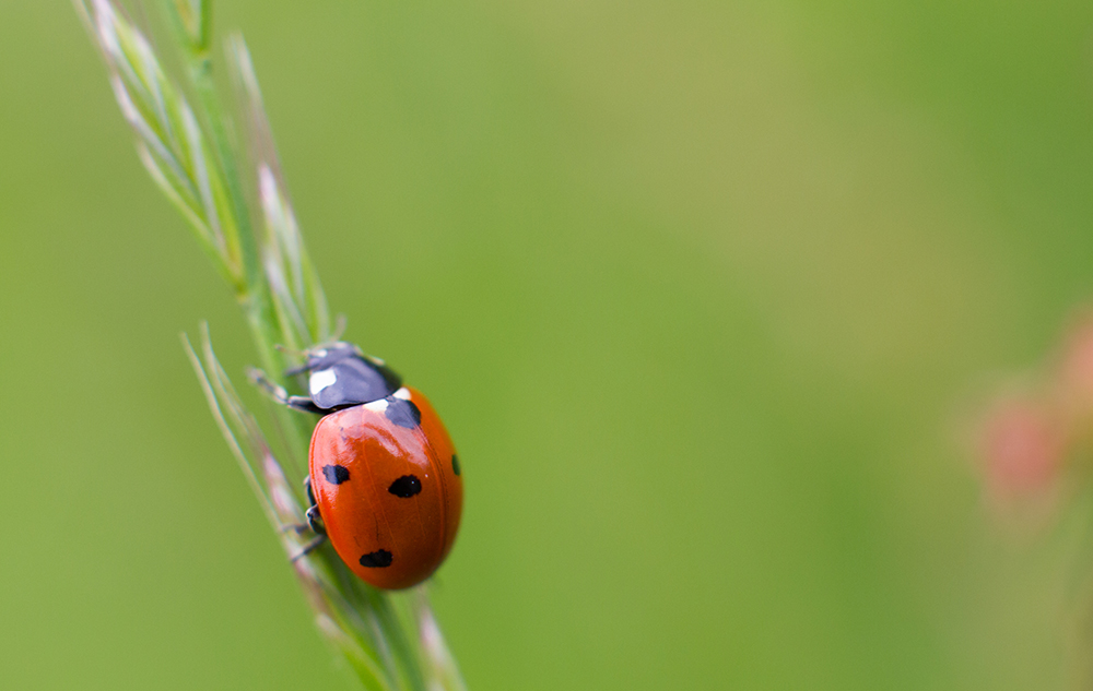 small indecisive ladybug...
