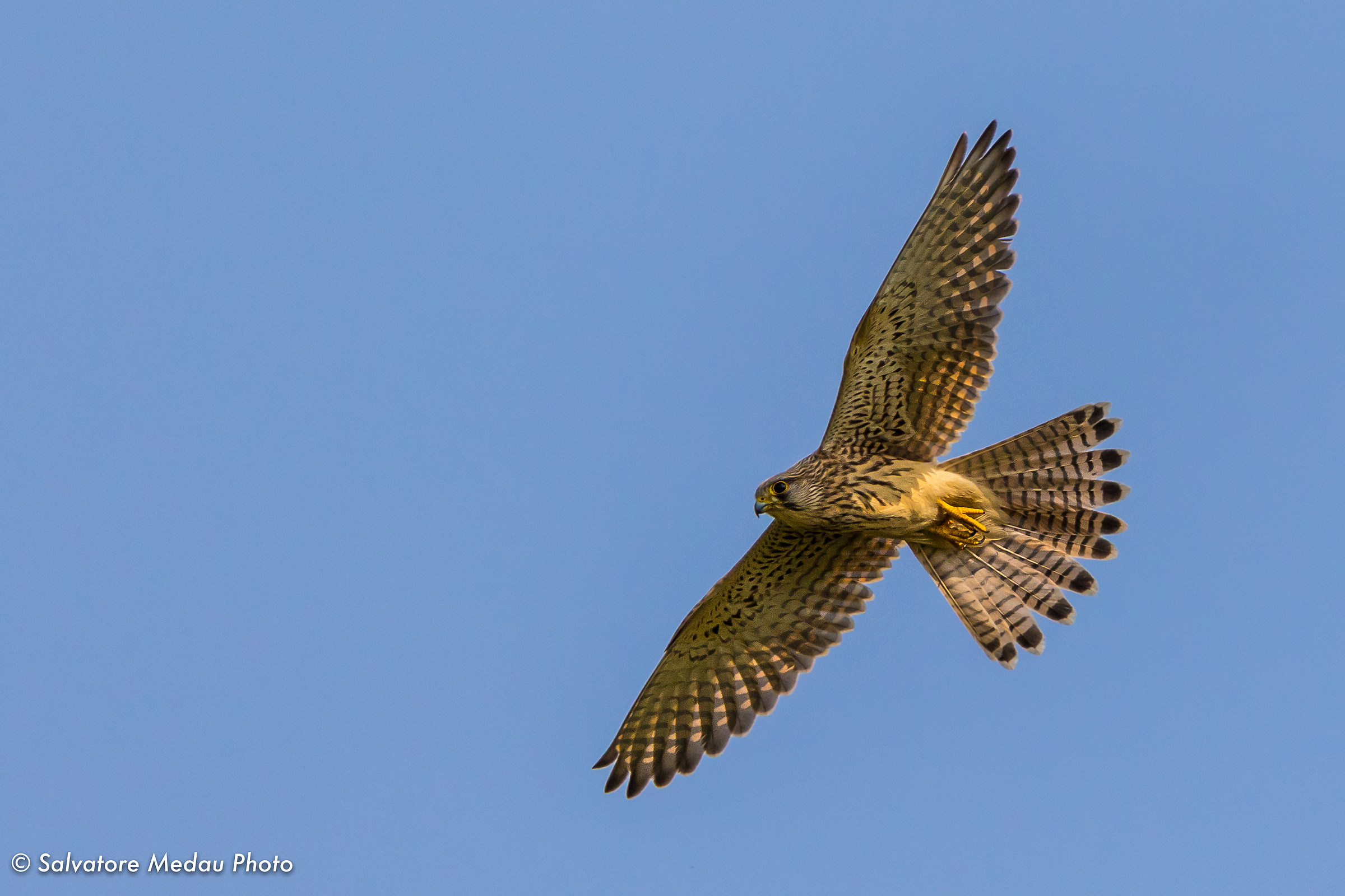 Kestrel in flight...