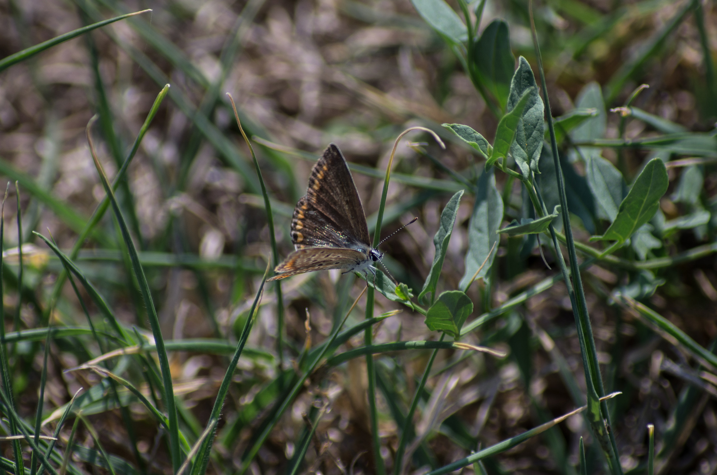 small butterfly on the lawn...