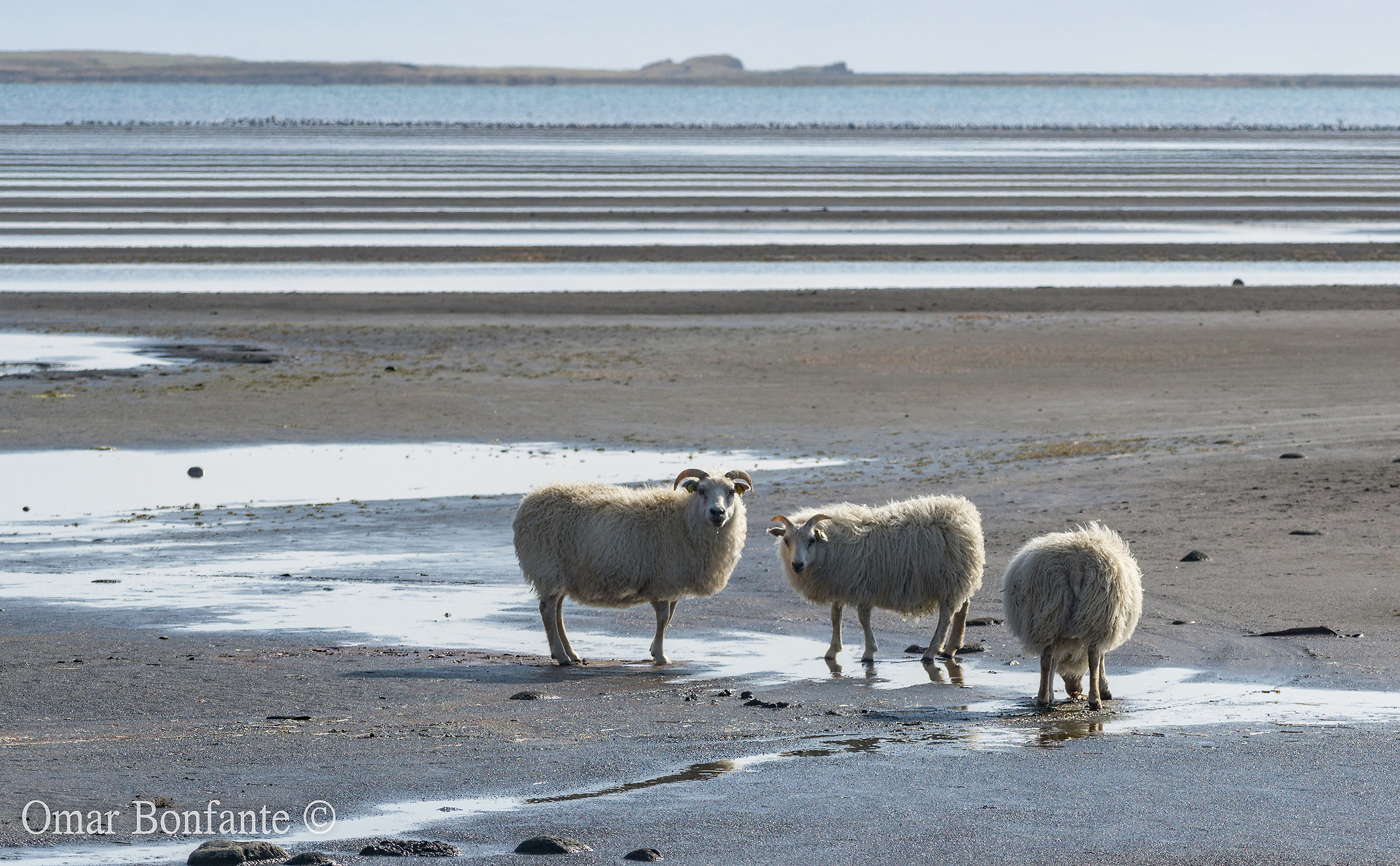 Iceland sheep 2...