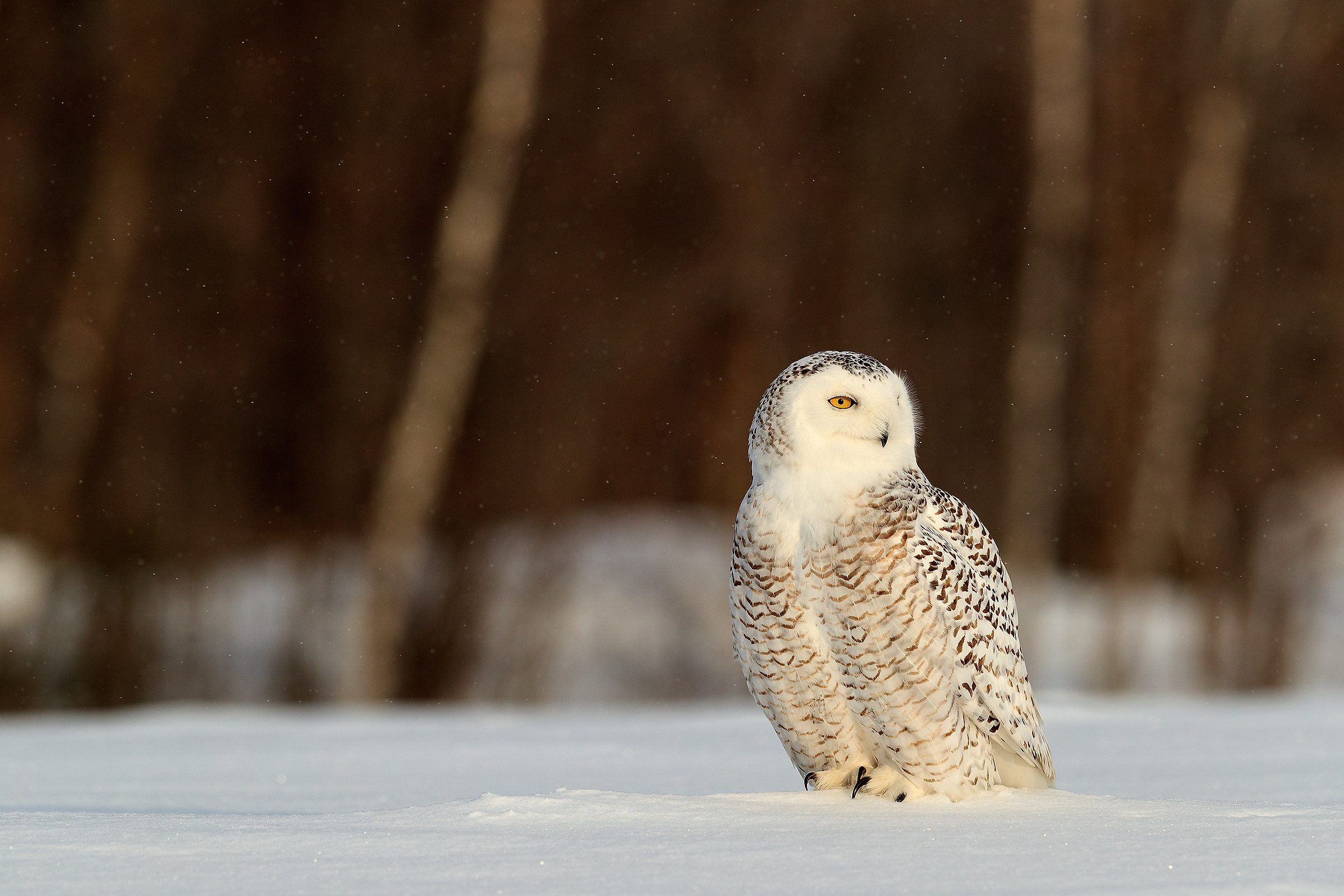 Snow owl...
