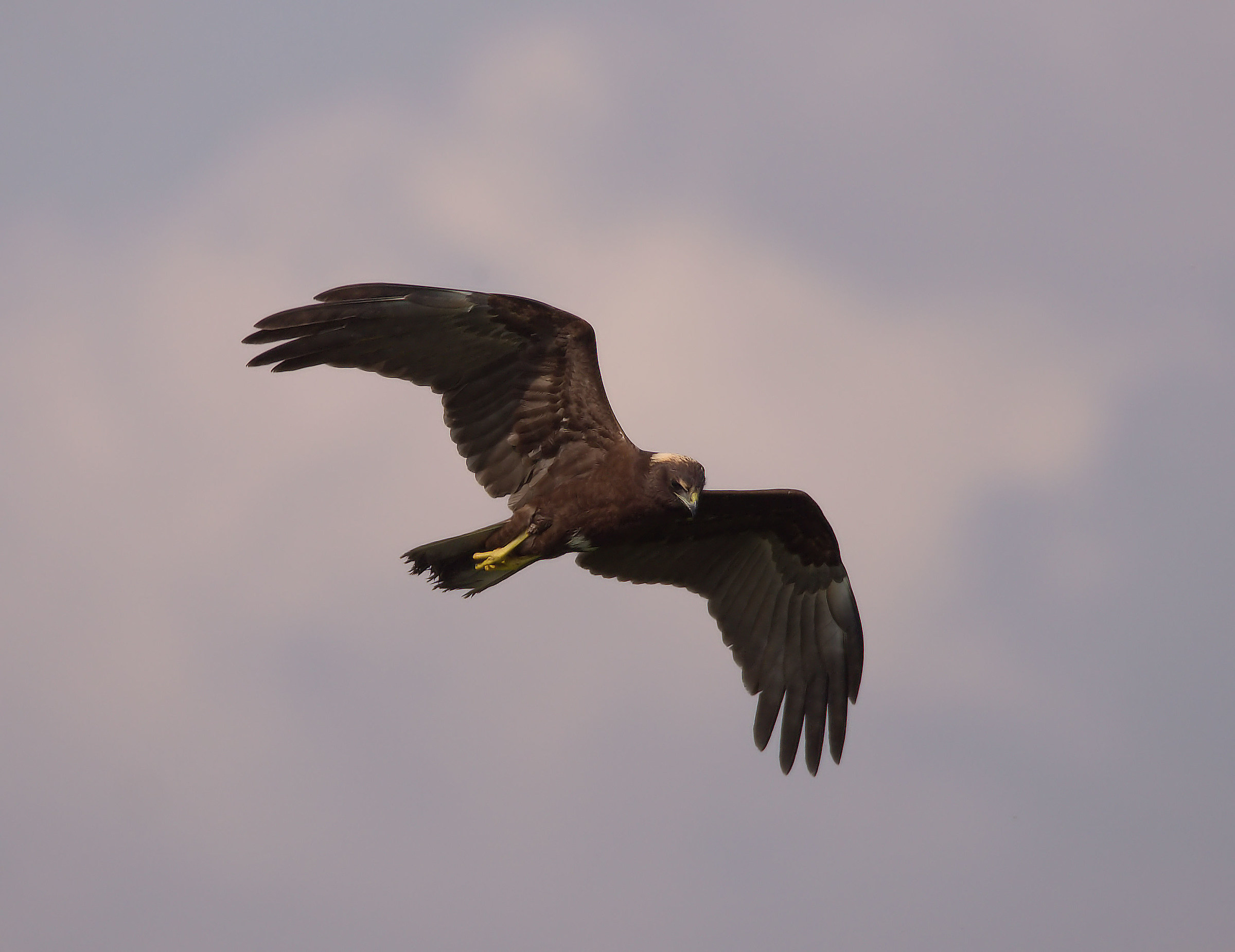 Female Swamp Hawk...