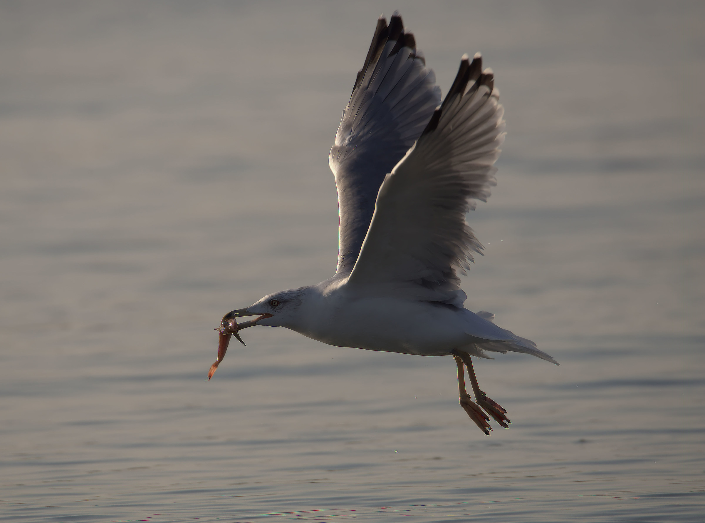 Real Gull...