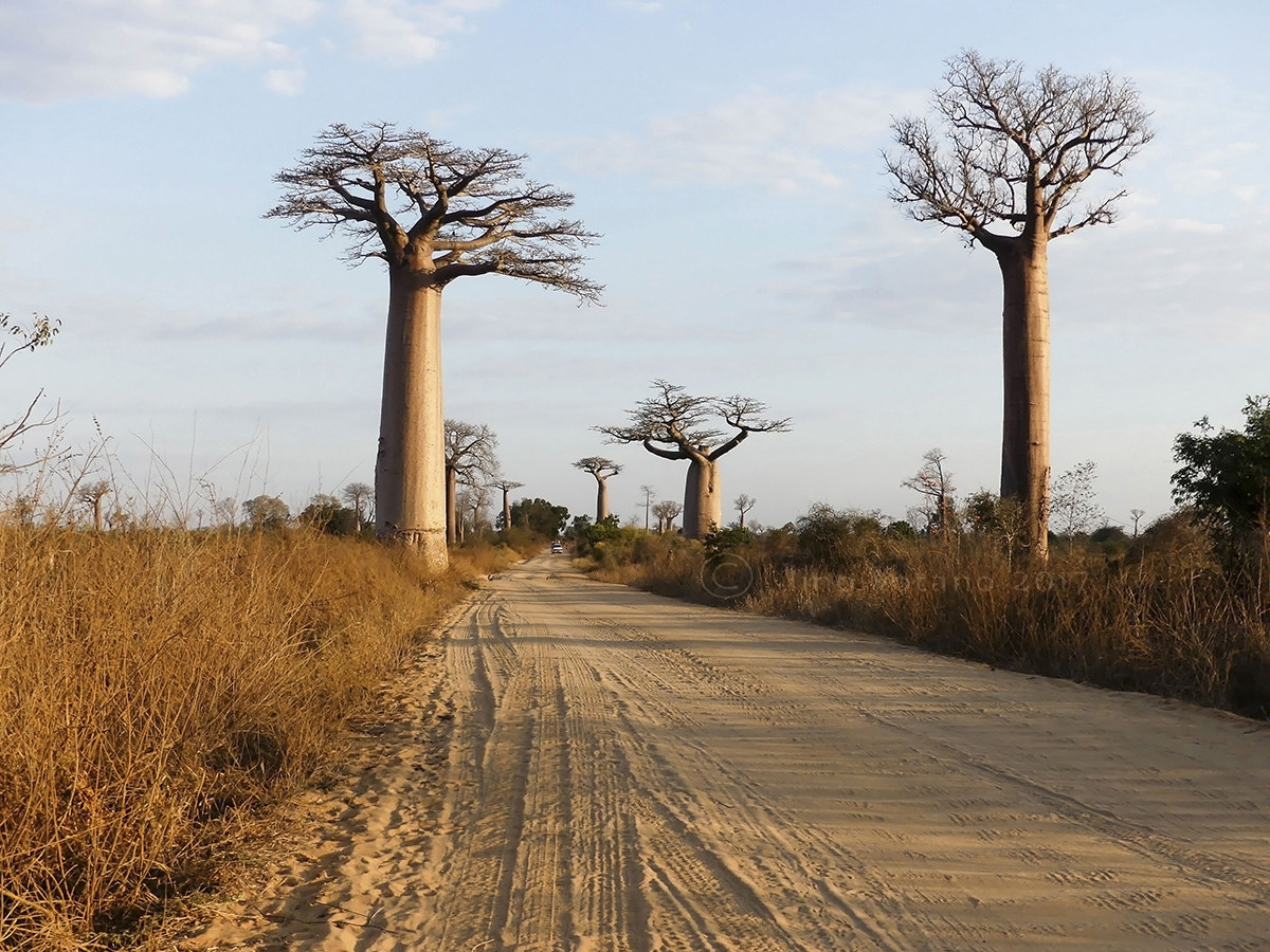 Baobab di Grandidier (Adansonia grandidieri) Madagascar...