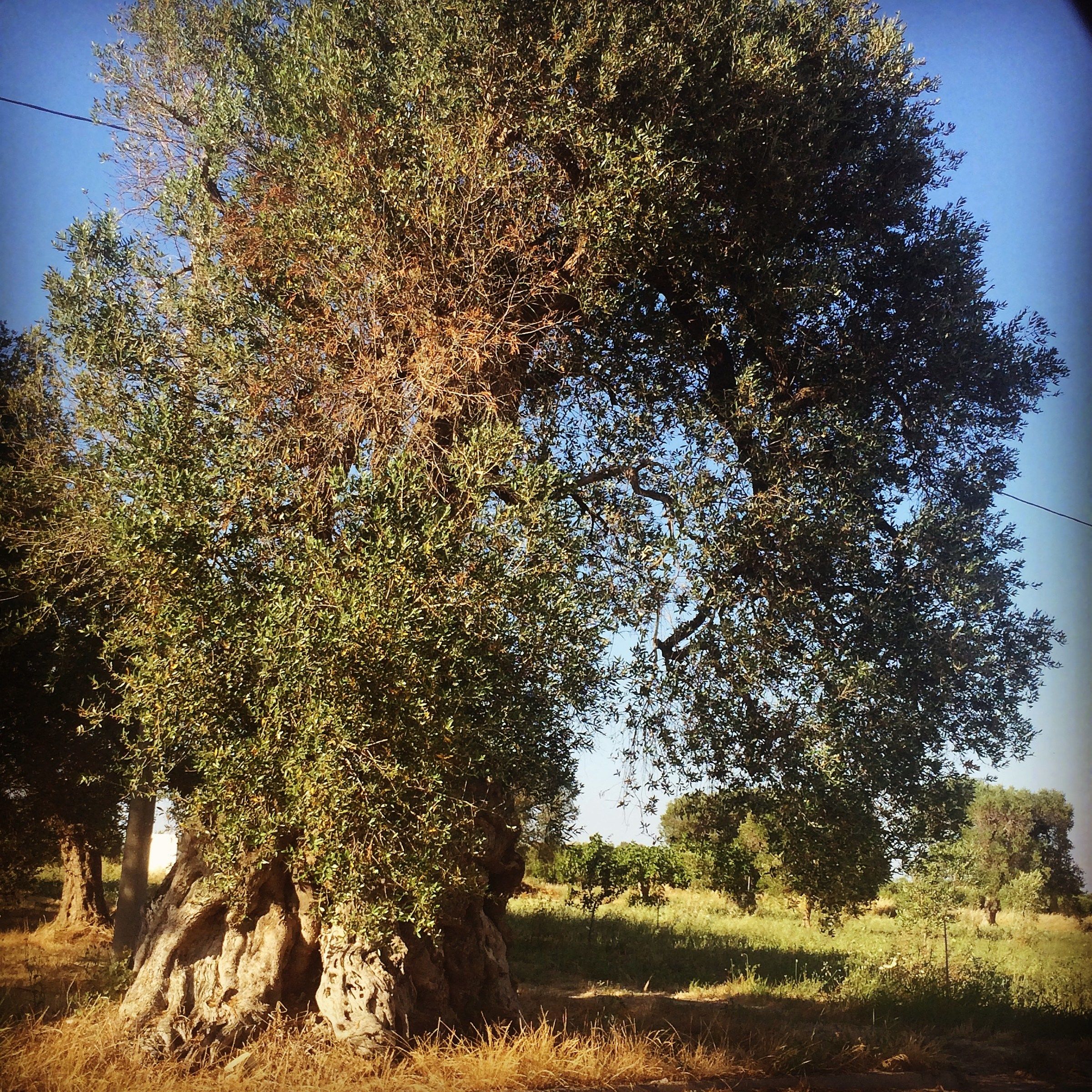 Skull Tree...