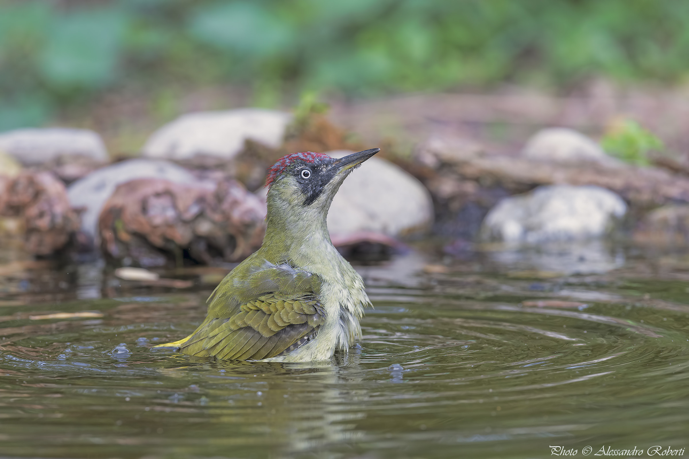 Green woodpecker at the bath ..... Kmanno Km / 0...