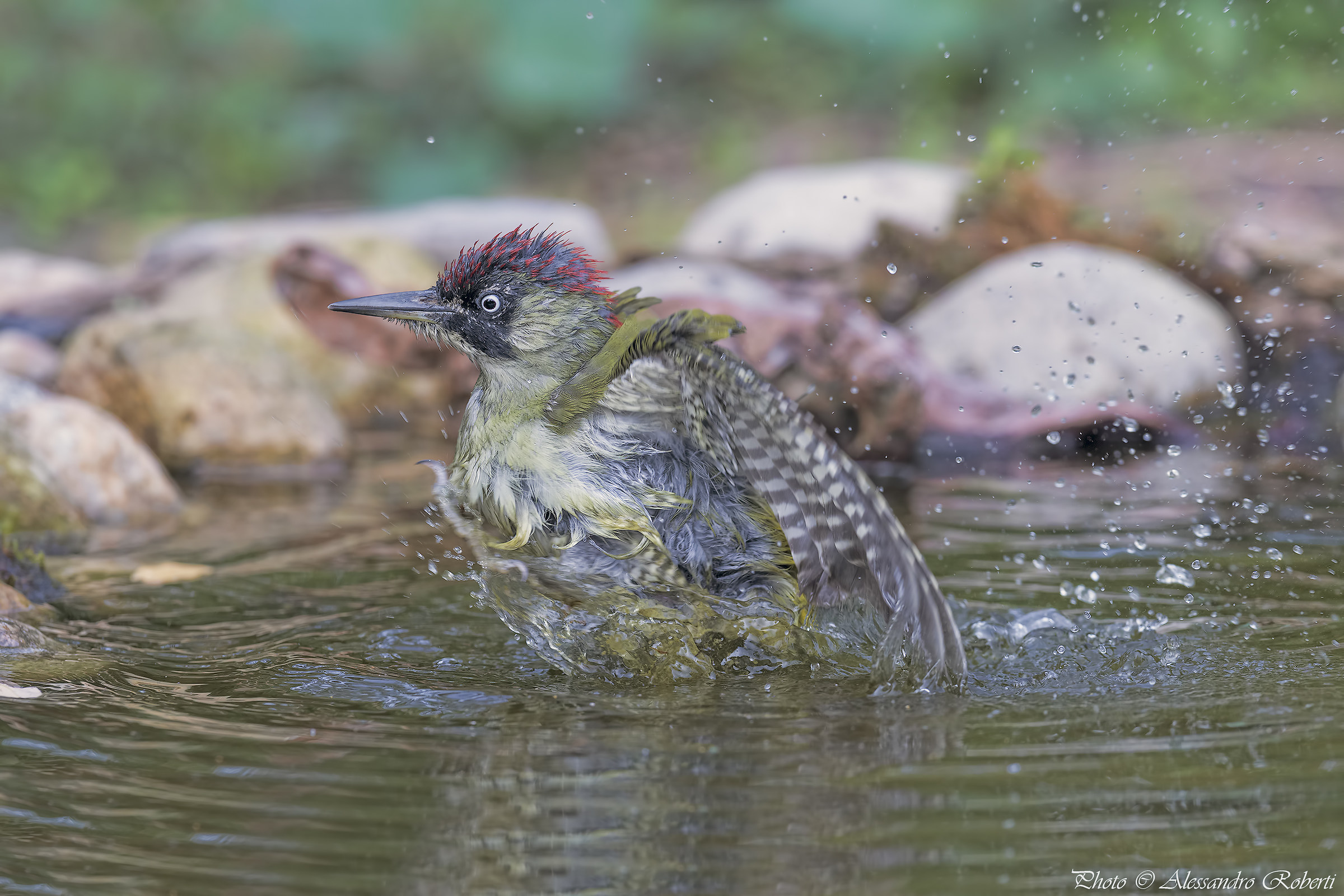 Green woodpecker at the bath ..... Kmanno Km / 0...
