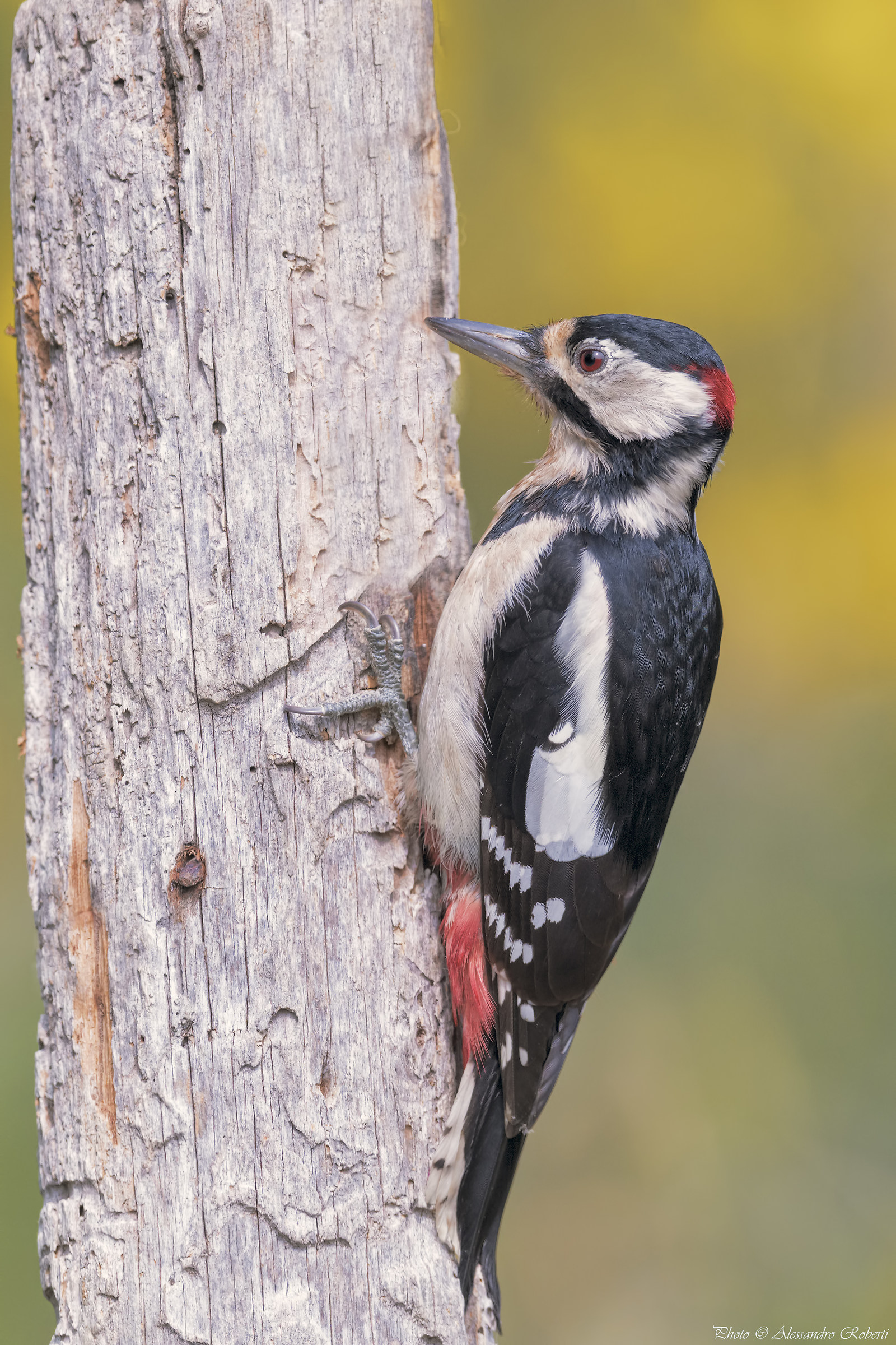 Red Woodpecker ..... weighs Km / 0...