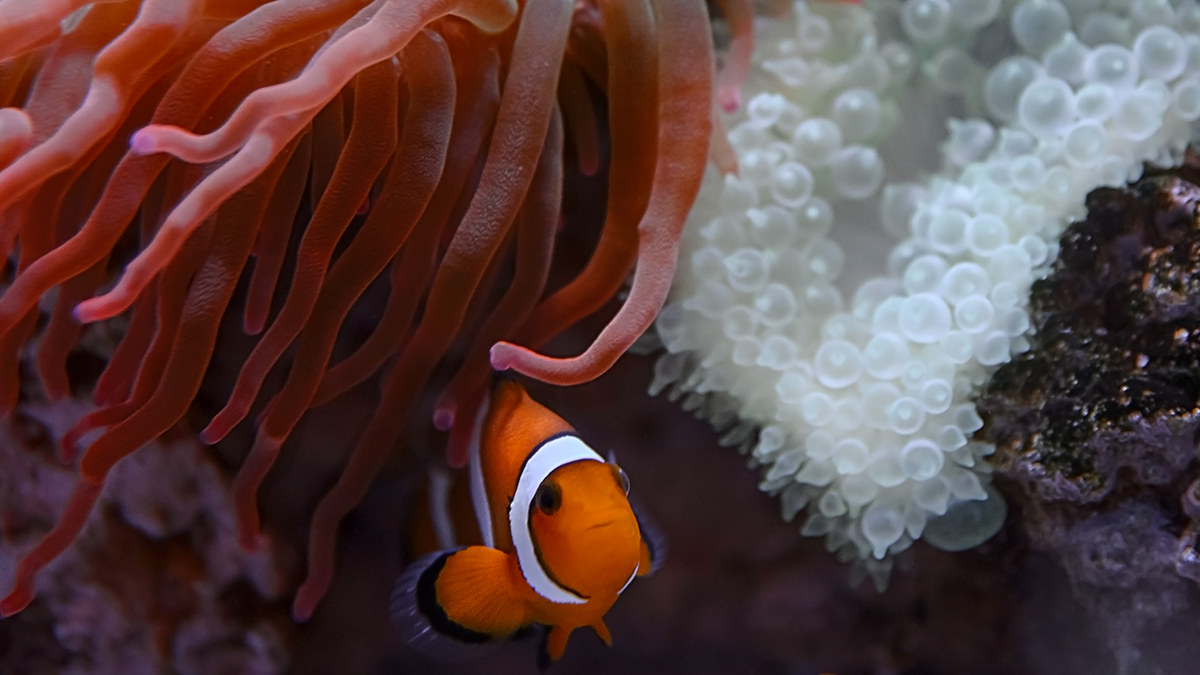 Nemo-Palma Aquarium...
