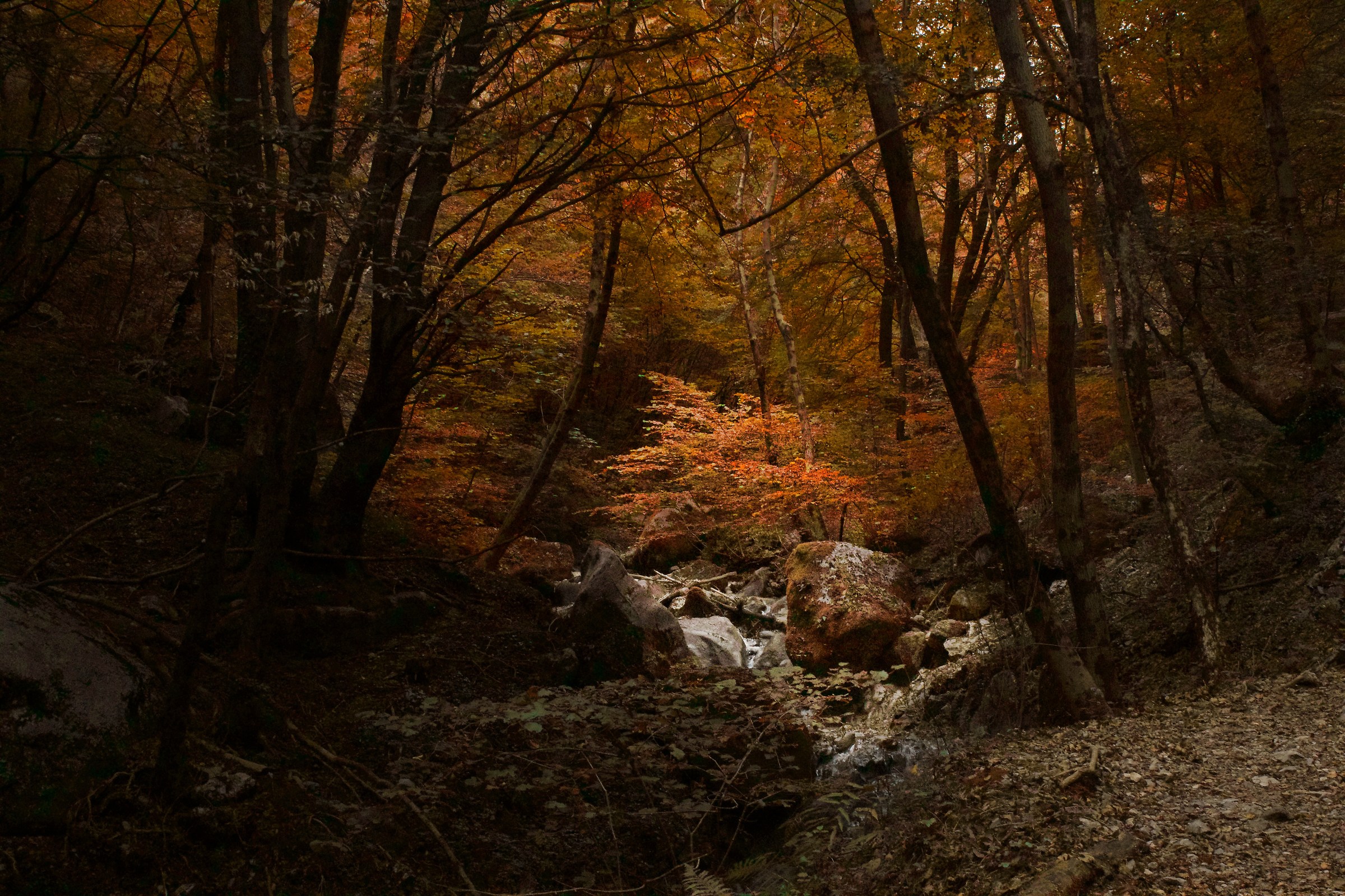 Bosco in autunno...