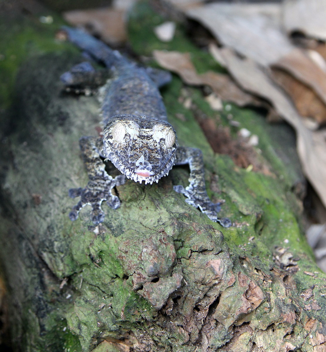 Gecko...