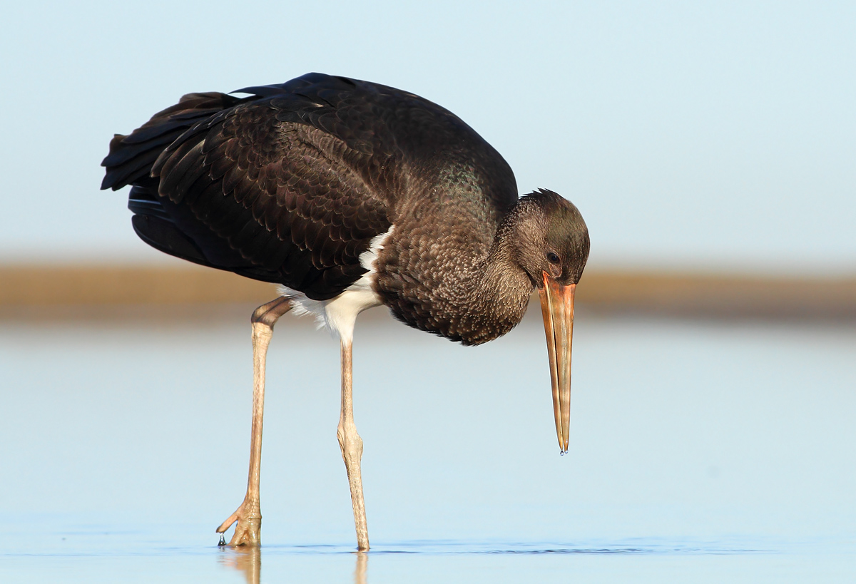 Black stork...