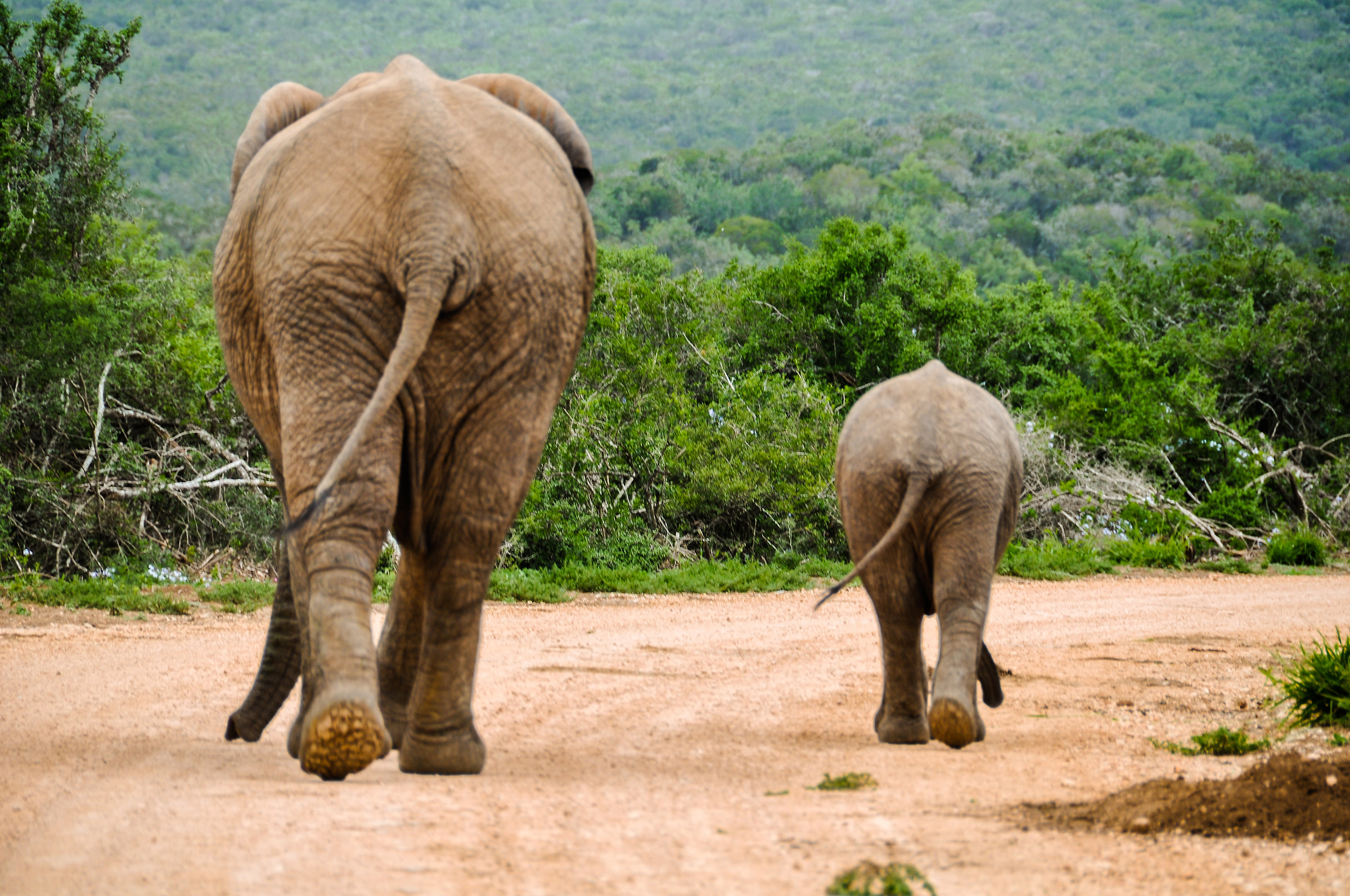 Elephants...