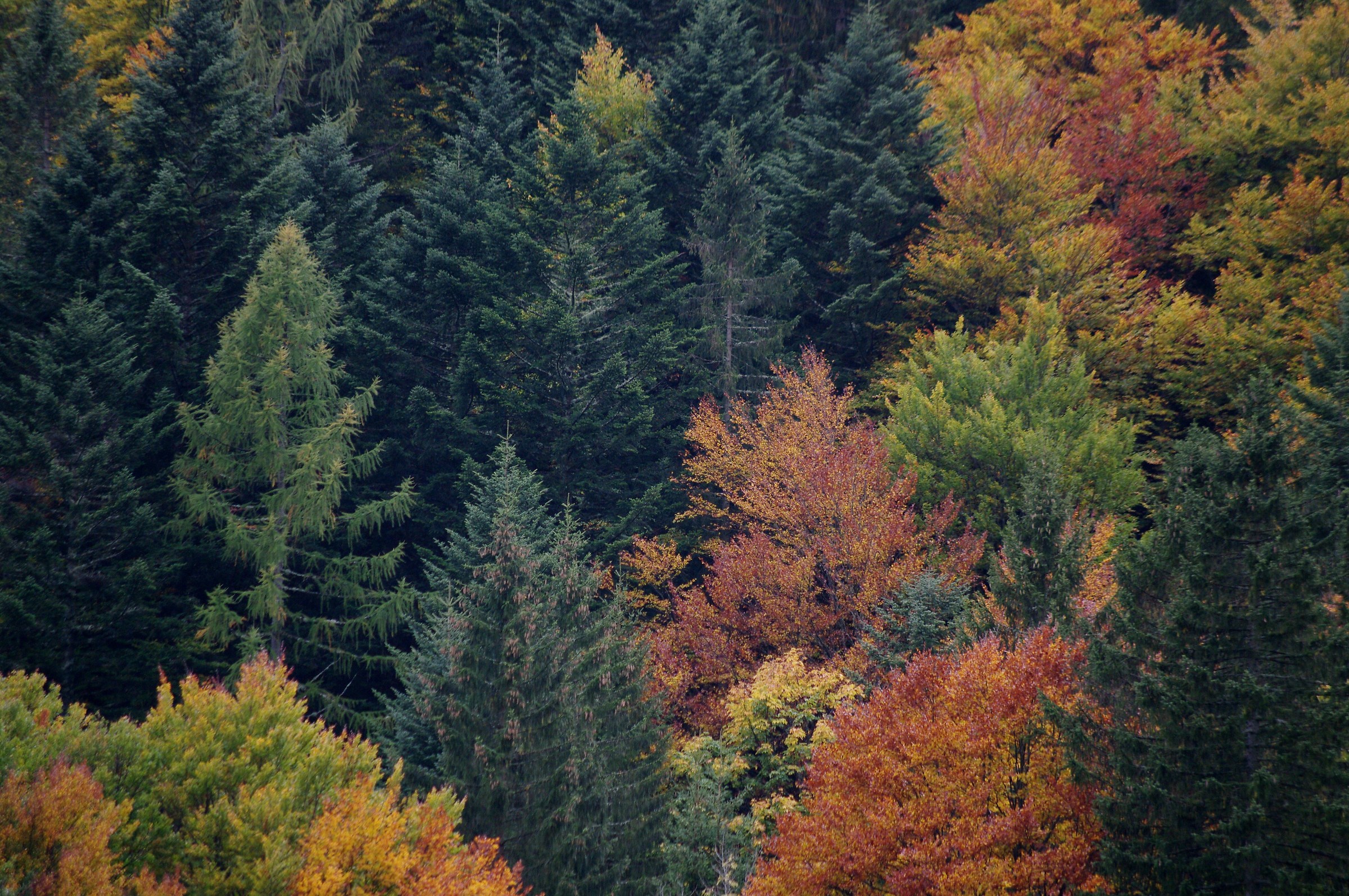 Autumn pinewood...