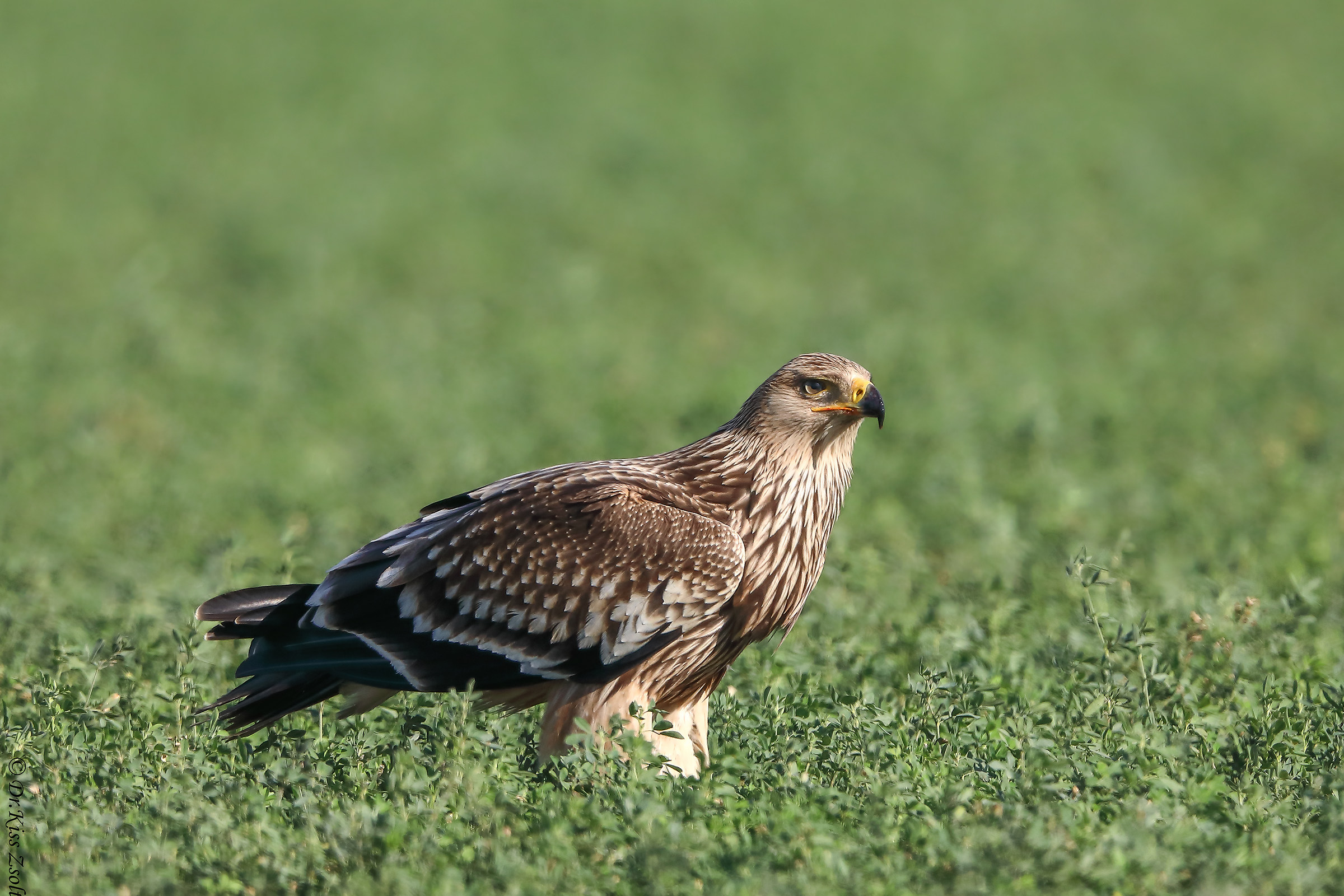 Juvenile Imperial eagle...