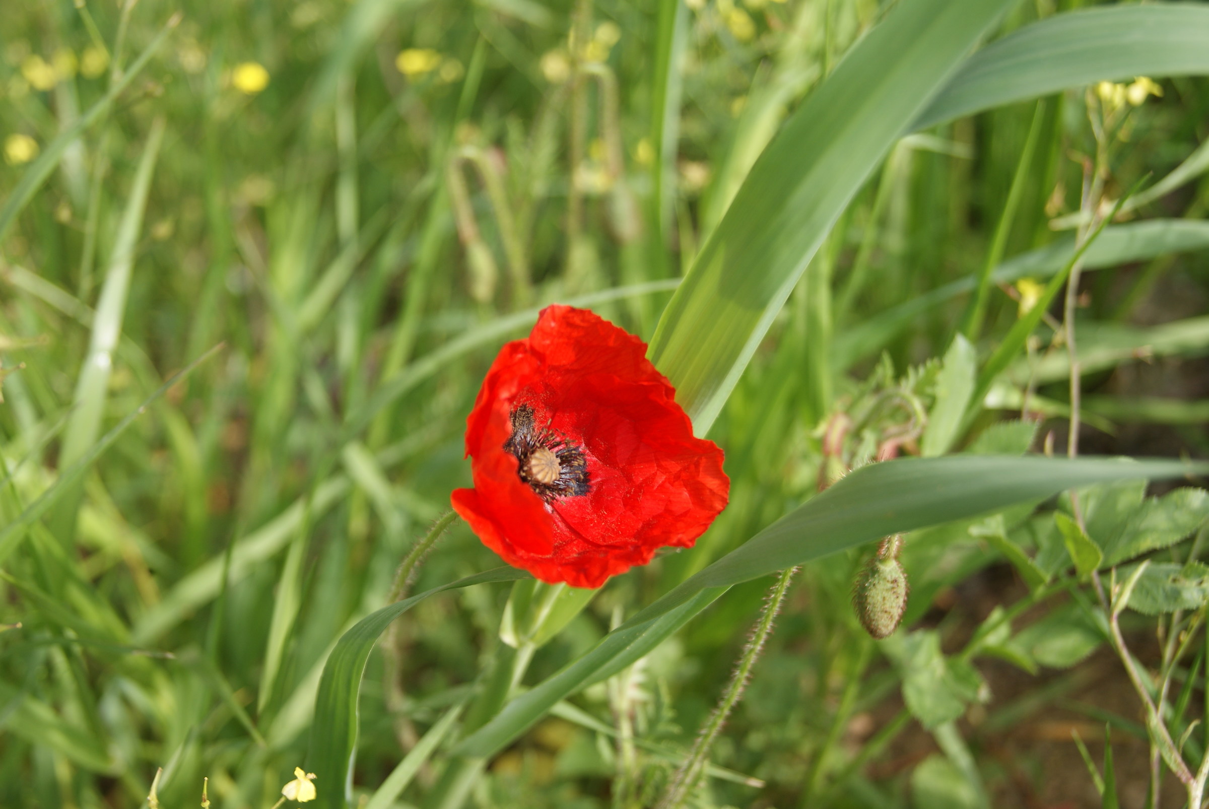 Red Flower...