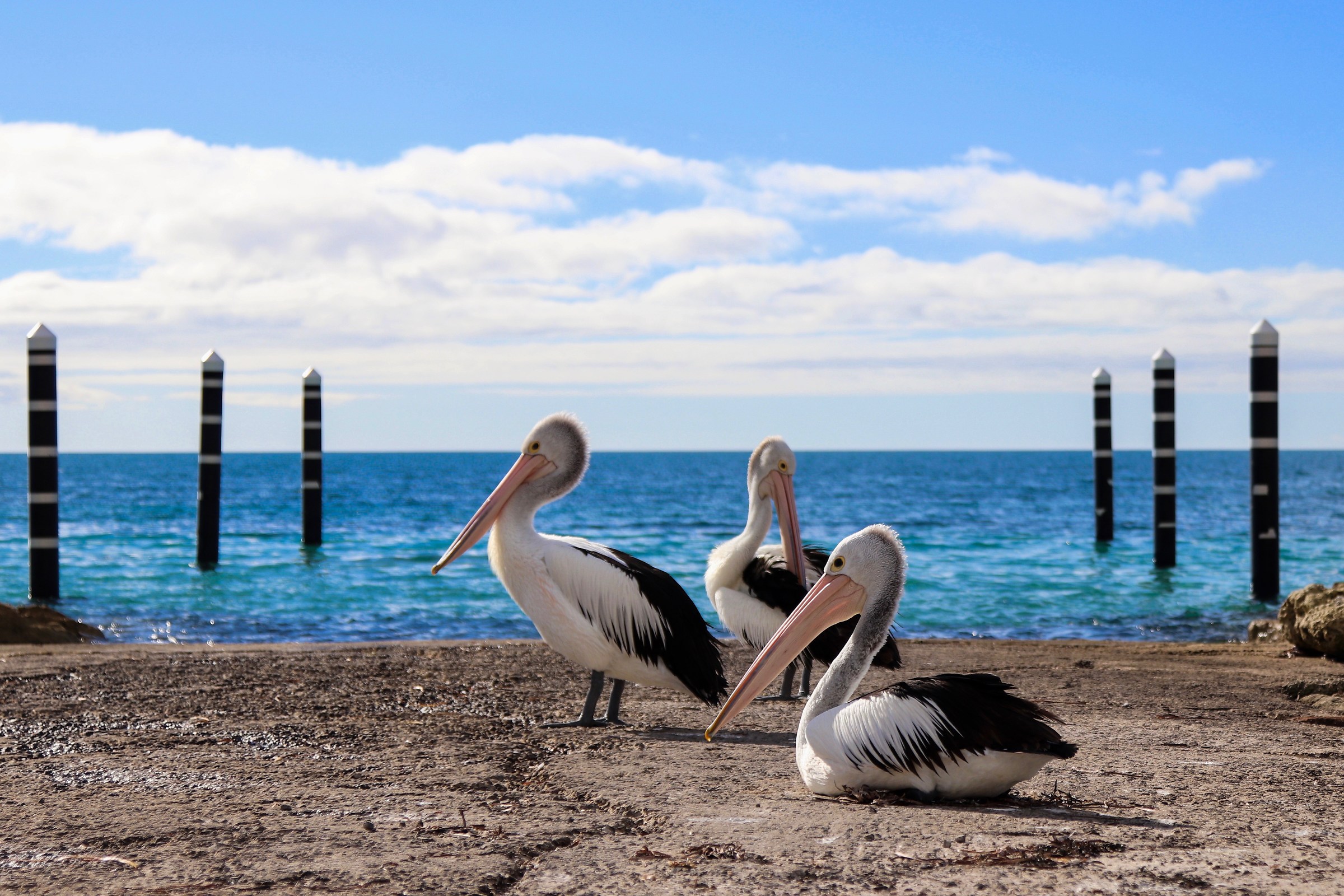 Pellicans in Kangaroo Island...