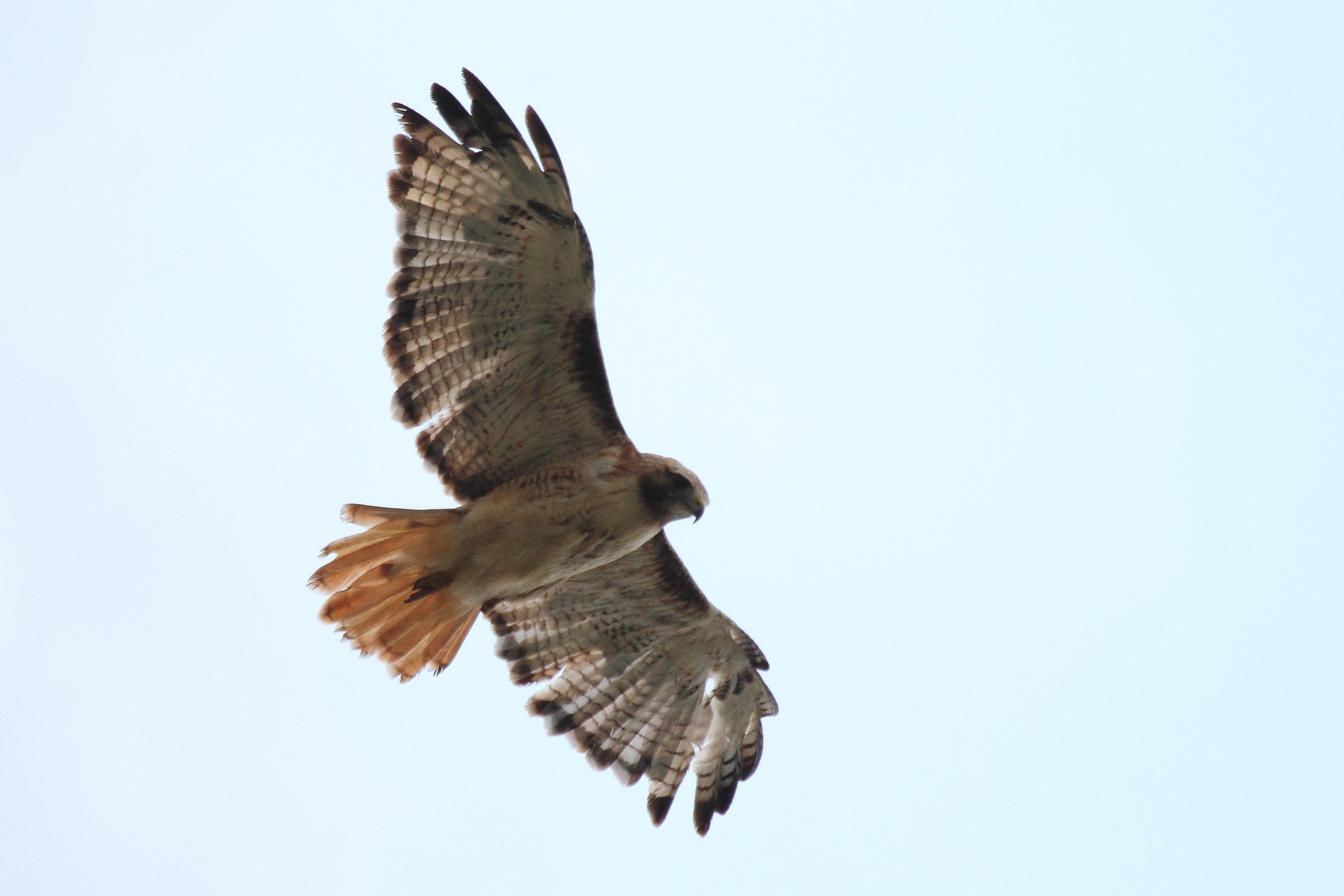 Red hawk tail...