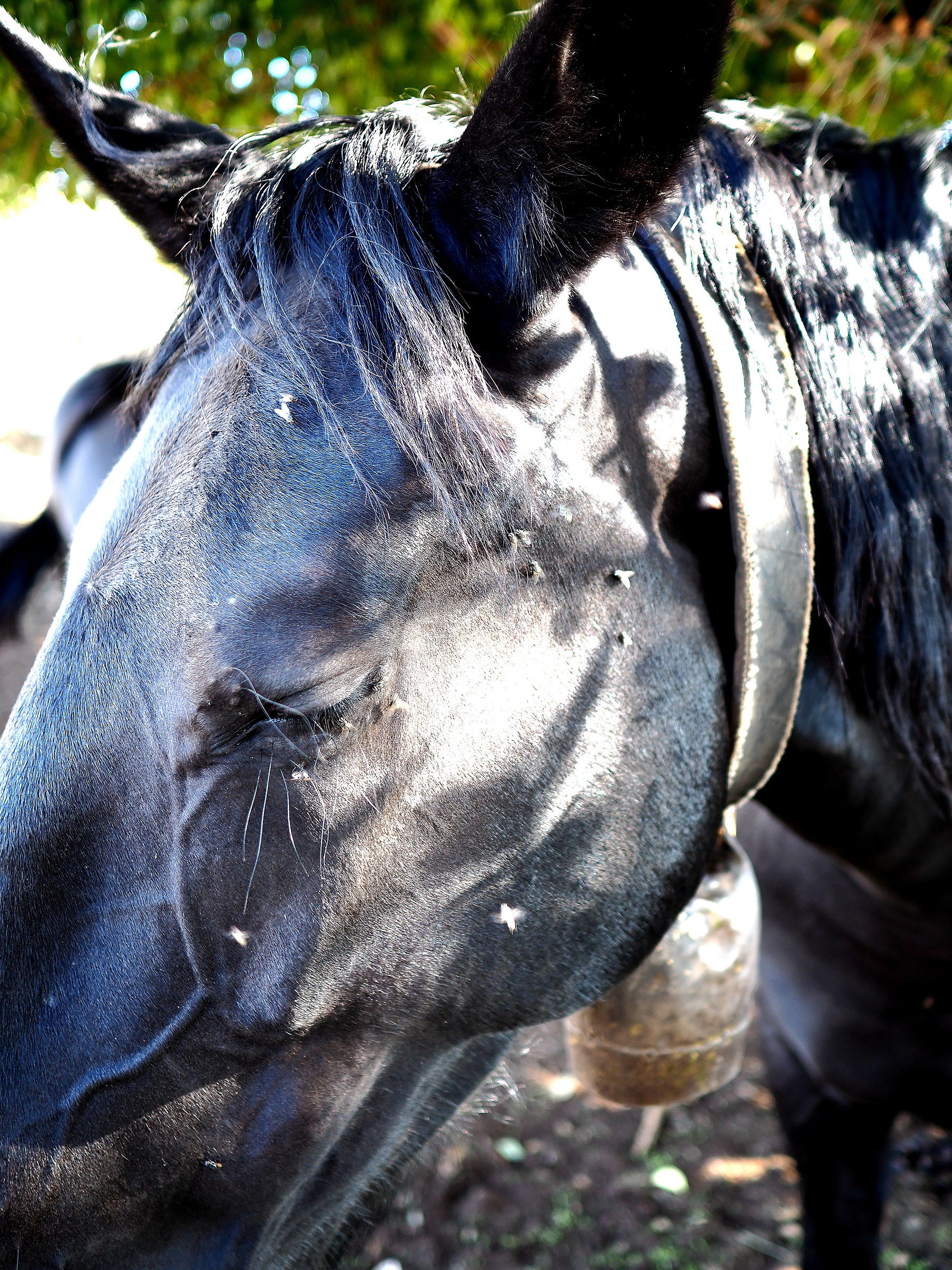 Black Horse...