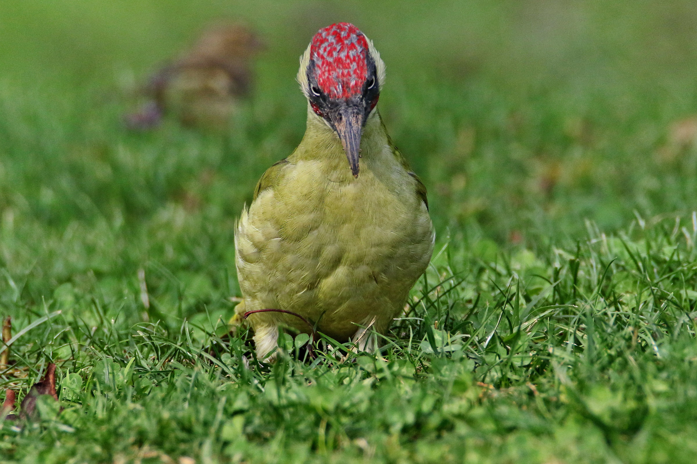 Green Woodpecker...
