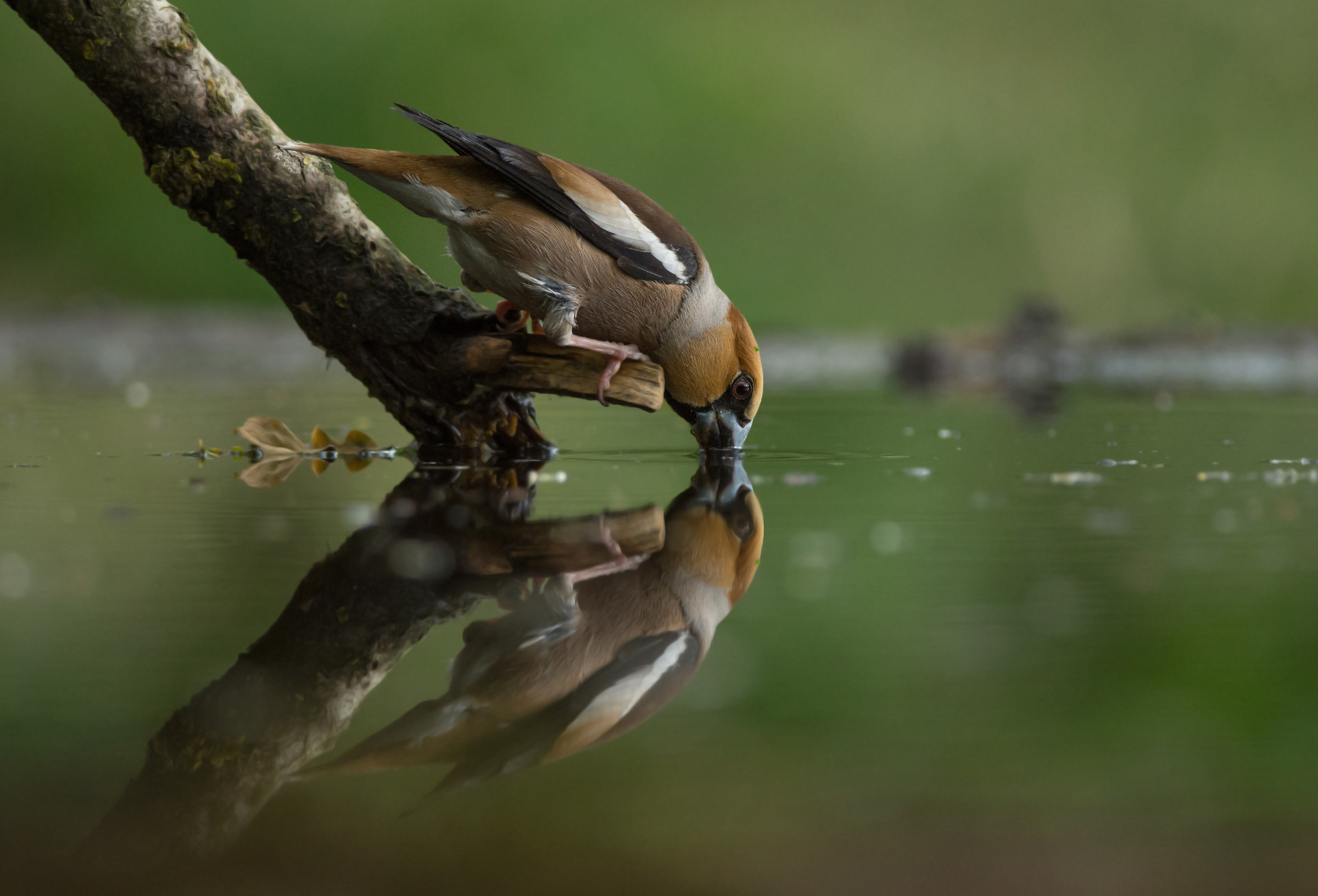 Hawfinch...