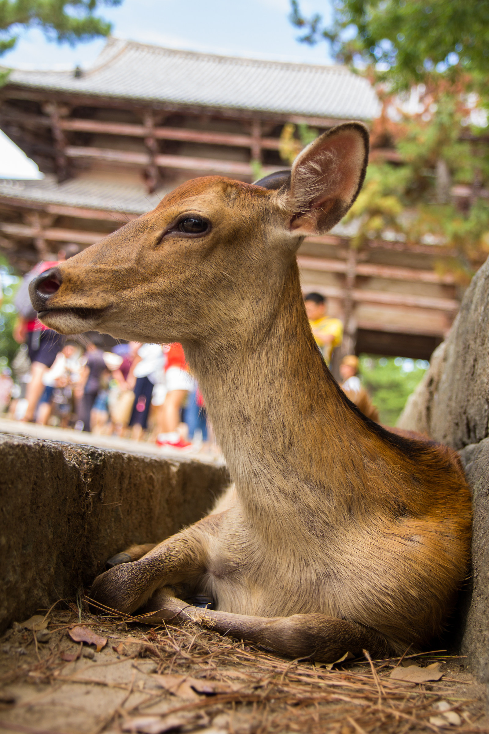 ? - Nippon deer...