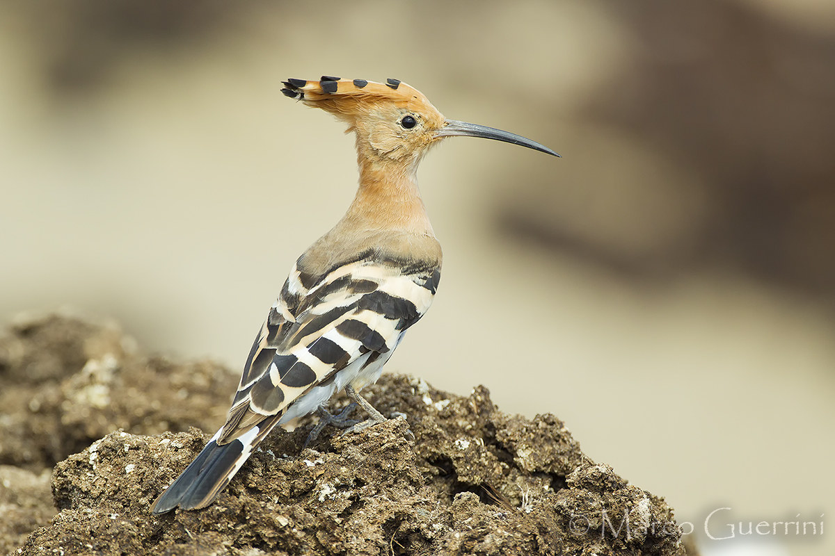 Hoopoe...