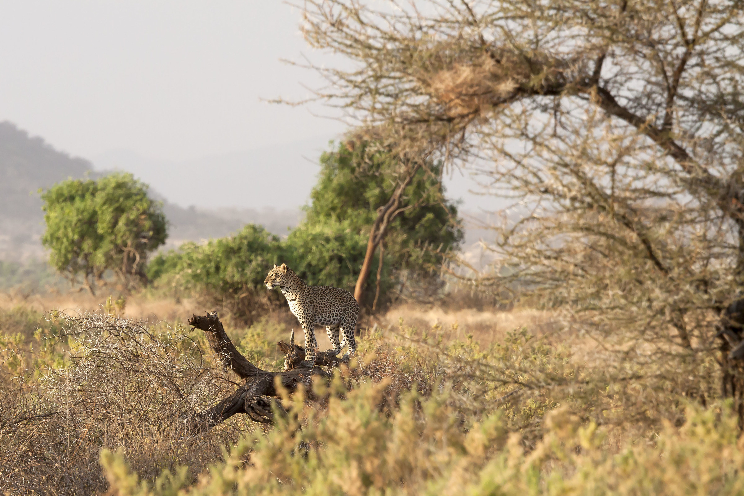 Nel regno del leopardo...