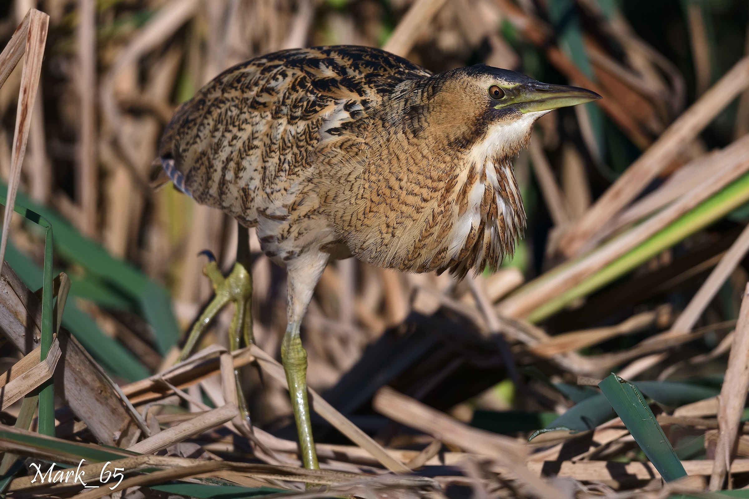 Bittern...