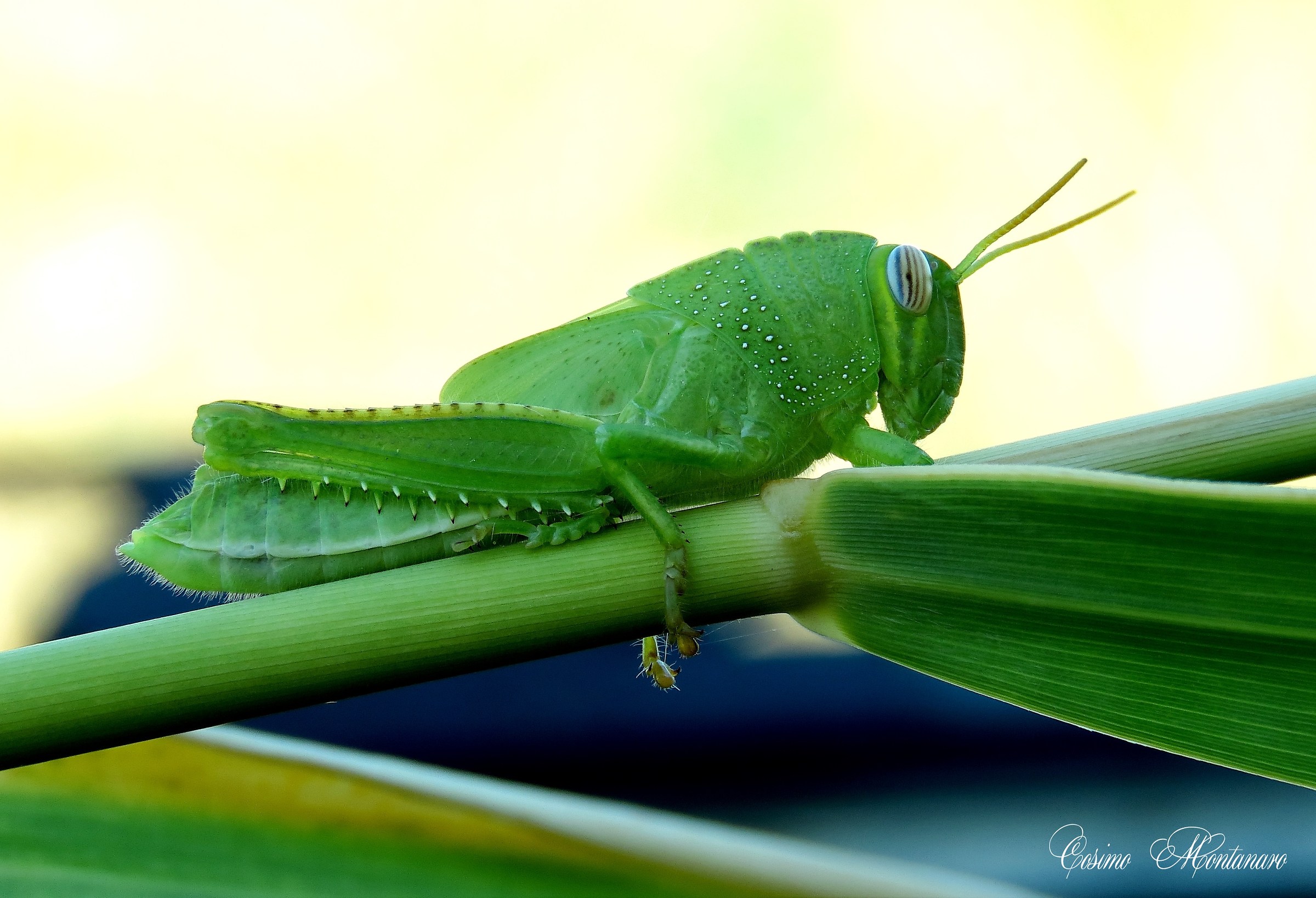The Egyptian locust...
