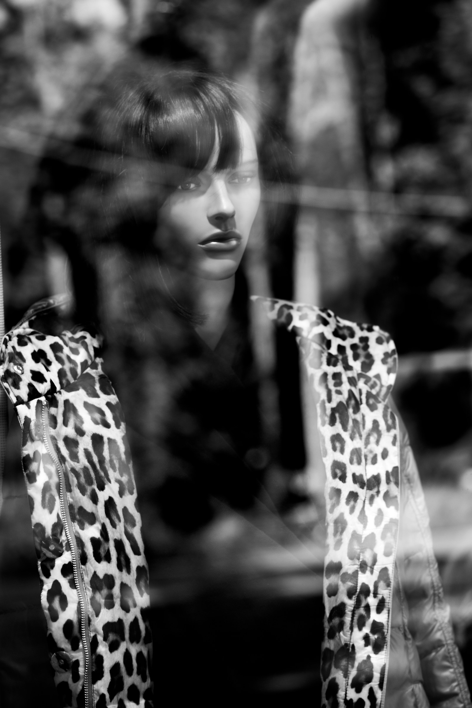 Leopard Dream...