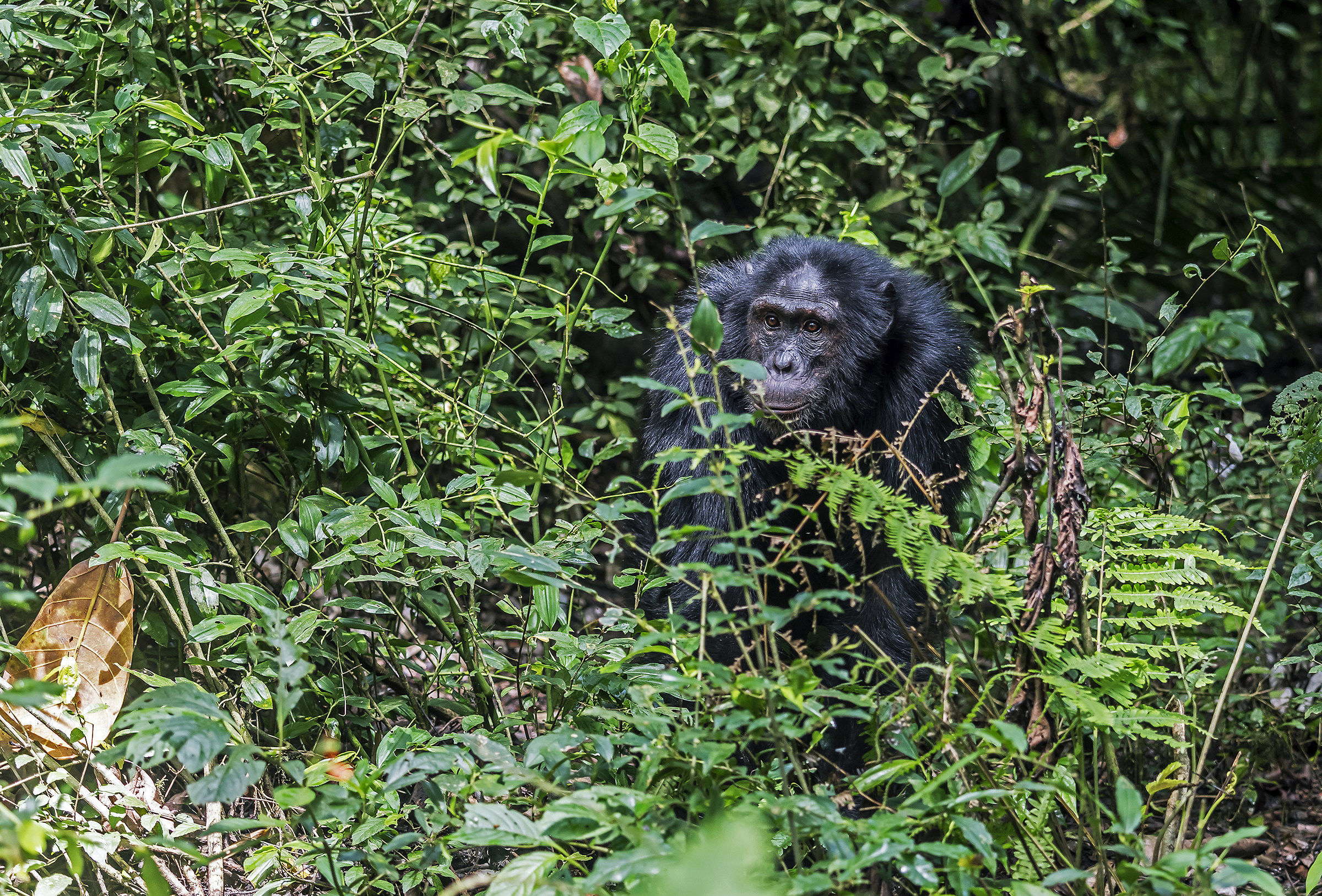 Chimpanzee - Uganda...